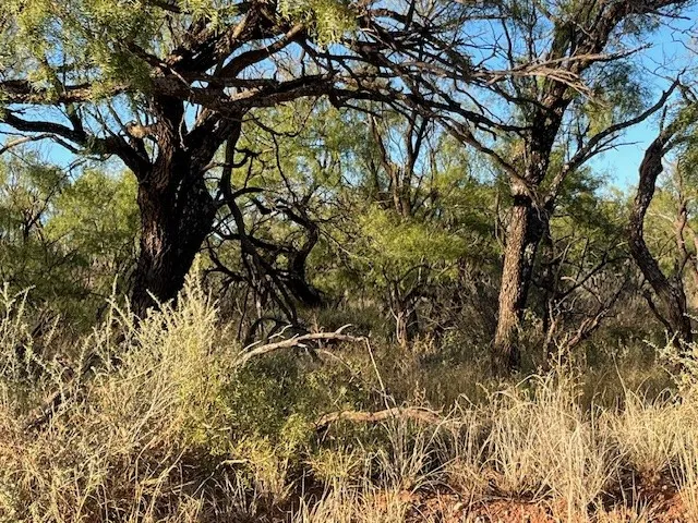 Unimproved Land For Sale in Fisher County , TBD FM 1224, Roby, Texas 79543, 0, 0, Garage spaces, 0 Sqft, built in 0, Price $20,000, mls#21098240, Real Estate Agent in Roby, Homes For Sale in Fisher county, Homes For Sale in Roby, Realtor in Roby Texas, Real Estate Brokerage Independent Realty Texas, Luminita Cordes Realtor