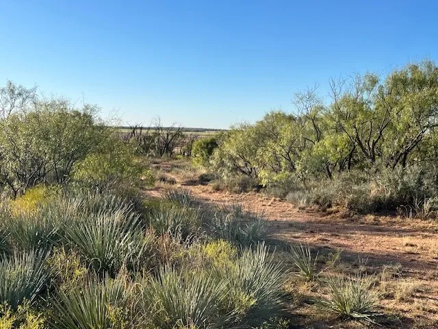 Unimproved Land For Sale in Fisher County , TBD FM 1224, Roby, Texas 79543, 0, 0, Garage spaces, 0 Sqft, built in 0, Price $20,000, mls#21098240, Real Estate Agent in Roby, Homes For Sale in Fisher county, Homes For Sale in Roby, Realtor in Roby Texas, Real Estate Brokerage Independent Realty Texas, Luminita Cordes Realtor