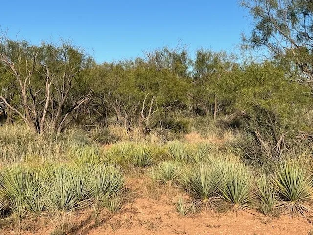 Unimproved Land For Sale in Fisher County , TBD FM 1224, Roby, Texas 79543, 0, 0, Garage spaces, 0 Sqft, built in 0, Price $20,000, mls#21098240, Real Estate Agent in Roby, Homes For Sale in Fisher county, Homes For Sale in Roby, Realtor in Roby Texas, Real Estate Brokerage Independent Realty Texas, Luminita Cordes Realtor