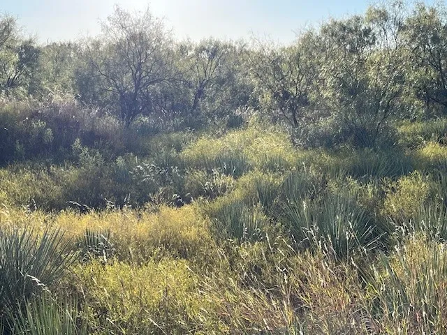 Unimproved Land For Sale in Fisher County , TBD FM 1224, Roby, Texas 79543, 0, 0, Garage spaces, 0 Sqft, built in 0, Price $20,000, mls#21098240, Real Estate Agent in Roby, Homes For Sale in Fisher county, Homes For Sale in Roby, Realtor in Roby Texas, Real Estate Brokerage Independent Realty Texas, Luminita Cordes Realtor
