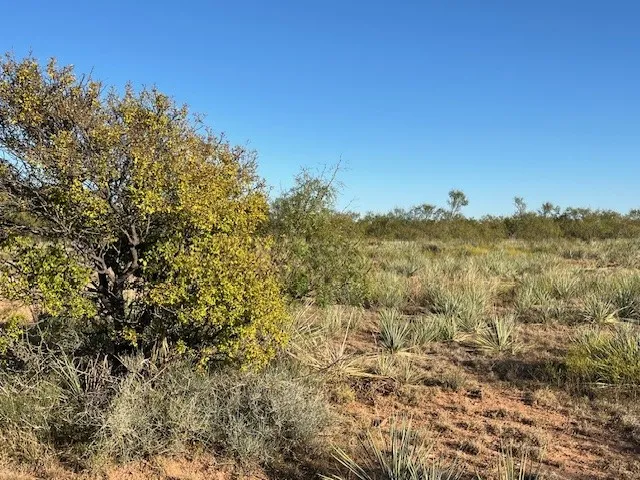 Unimproved Land For Sale in Fisher County , TBD FM 1224, Roby, Texas 79543, 0, 0, Garage spaces, 0 Sqft, built in 0, Price $20,000, mls#21098240, Real Estate Agent in Roby, Homes For Sale in Fisher county, Homes For Sale in Roby, Realtor in Roby Texas, Real Estate Brokerage Independent Realty Texas, Luminita Cordes Realtor