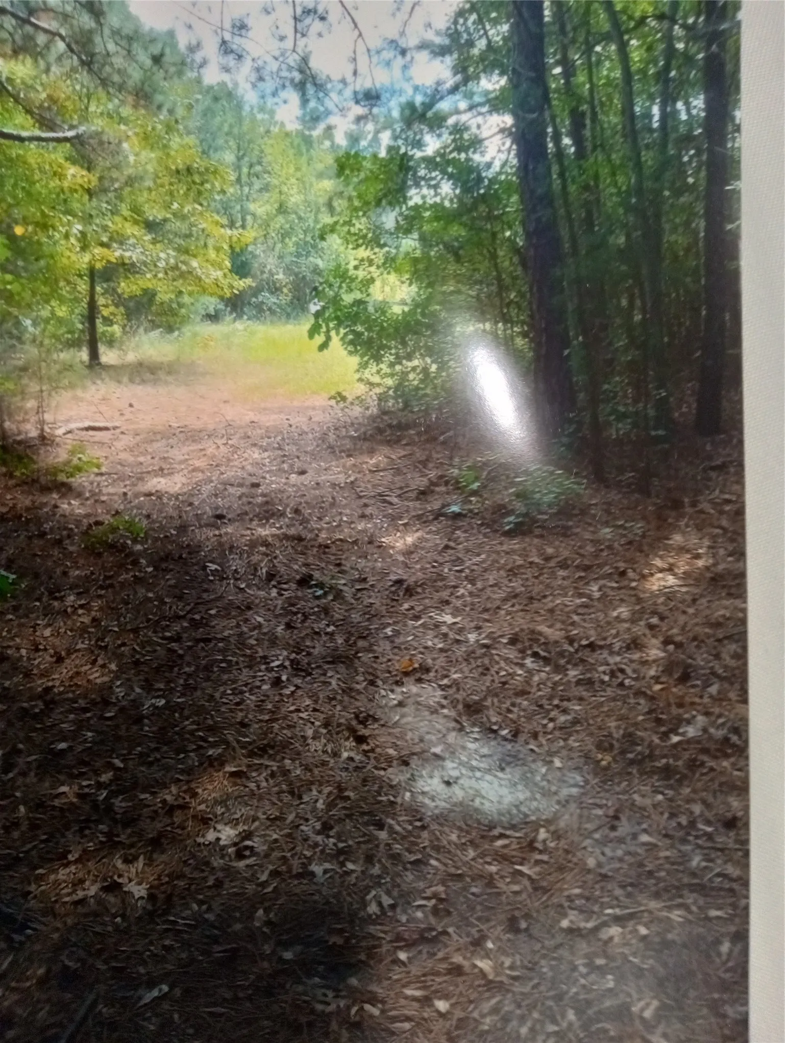 Improved Land For Sale in Cass County , 165 County rd 2613, Marietta, Texas 75566, 0, 0, Garage spaces, 0 Sqft, built in 0, Price $130,000, mls#21098785, Real Estate Agent in Marietta, Homes For Sale in Cass county, Homes For Sale in Marietta, Realtor in Marietta Texas, Real Estate Brokerage Independent Realty Texas, Luminita Cordes Realtor