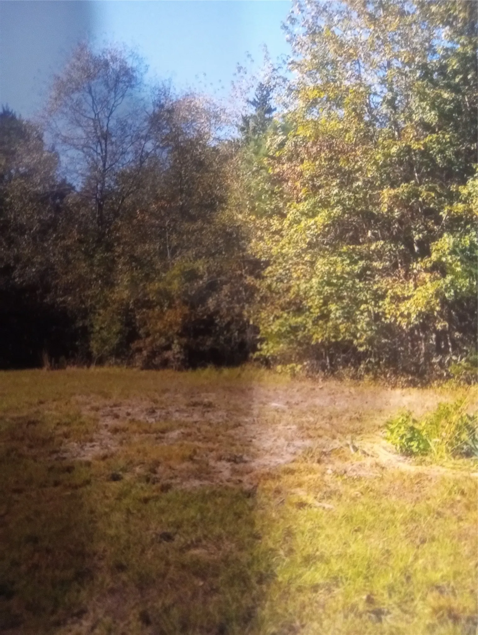 Improved Land For Sale in Cass County , 165 County rd 2613, Marietta, Texas 75566, 0, 0, Garage spaces, 0 Sqft, built in 0, Price $130,000, mls#21098785, Real Estate Agent in Marietta, Homes For Sale in Cass county, Homes For Sale in Marietta, Realtor in Marietta Texas, Real Estate Brokerage Independent Realty Texas, Luminita Cordes Realtor