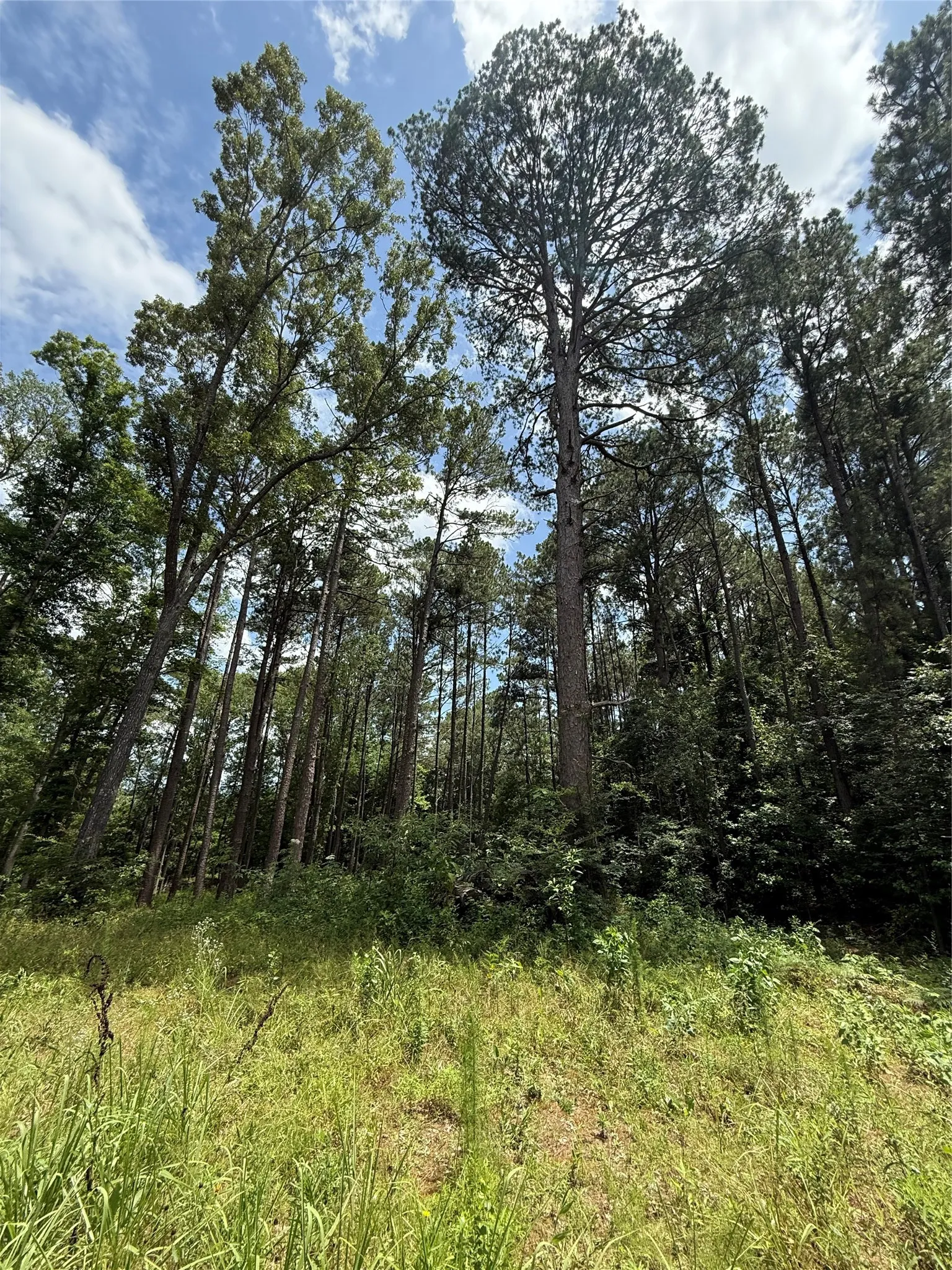 View of local wilderness