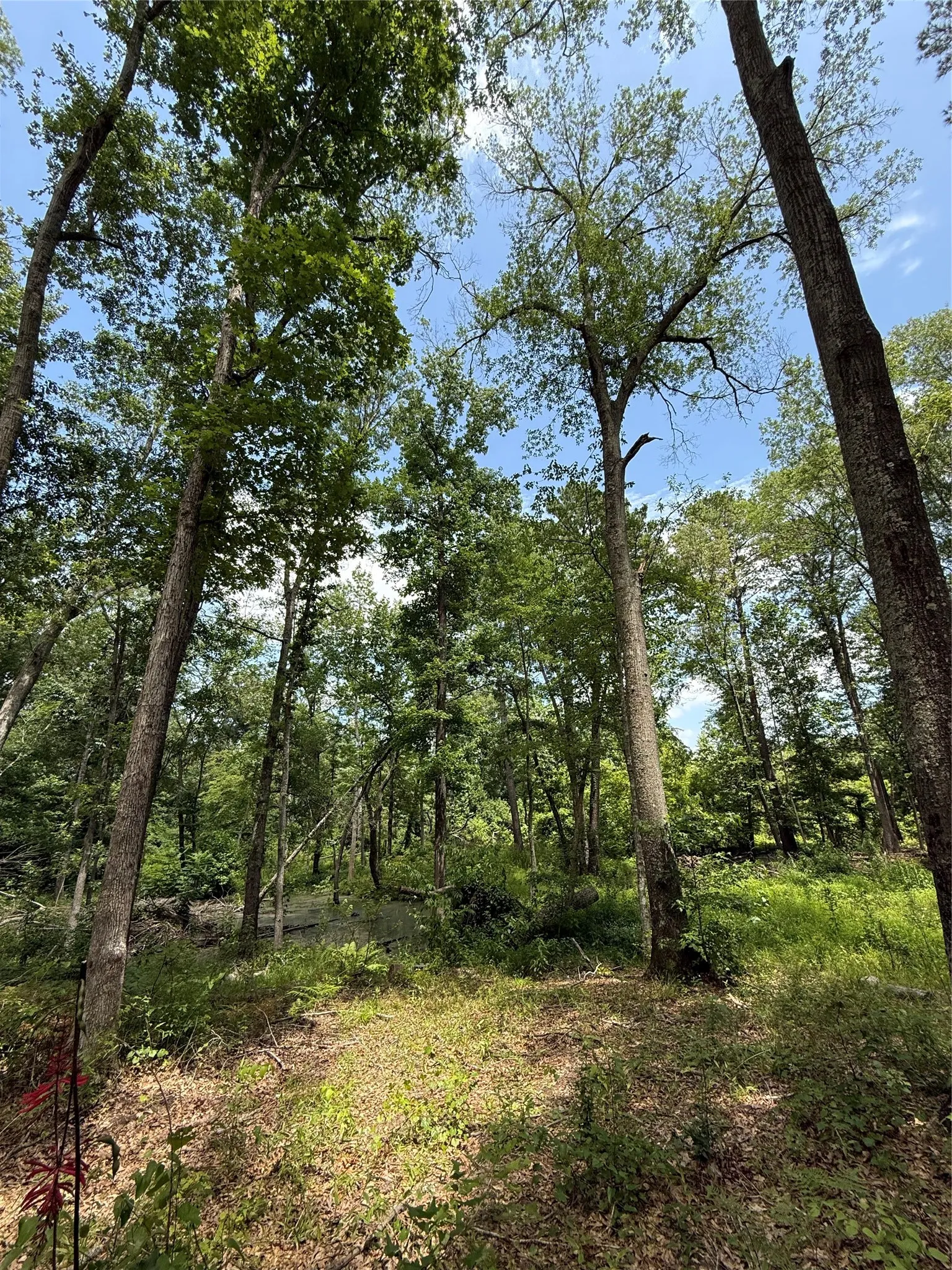 View of woods