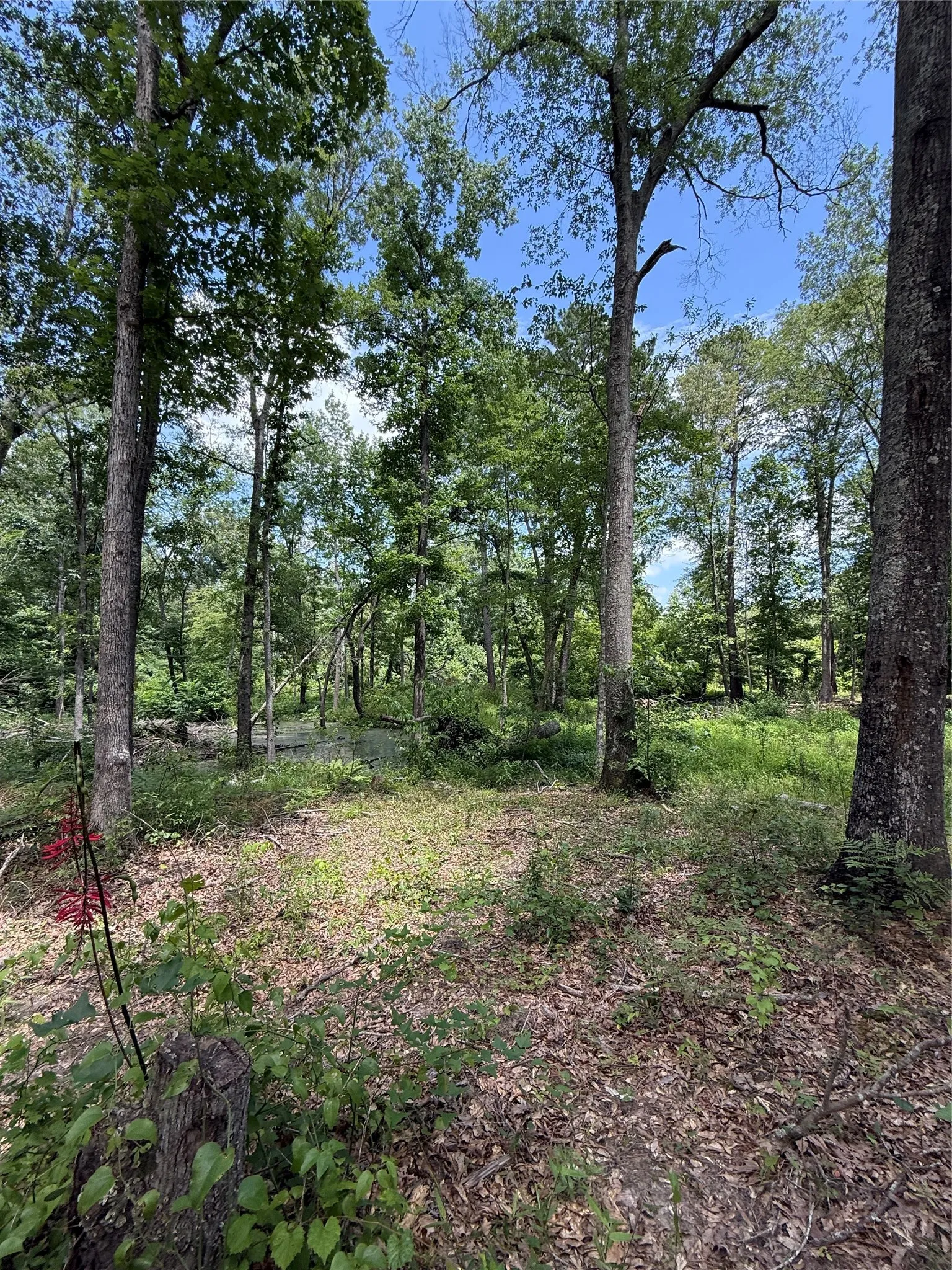 Unimproved Land For Sale in Harrison County , TBD Pr 1332, Elysian Fields, Texas 75642, 0, 0, Garage spaces, 0 Sqft, built in 0, mls#21099193, Real Estate Agent in Elysian Fields, Homes For Sale in Harrison county, Homes For Sale in Elysian Fields, Realtor in Elysian Fields Texas, Real Estate Brokerage Independent Realty Texas, Luminita Cordes Realtor
