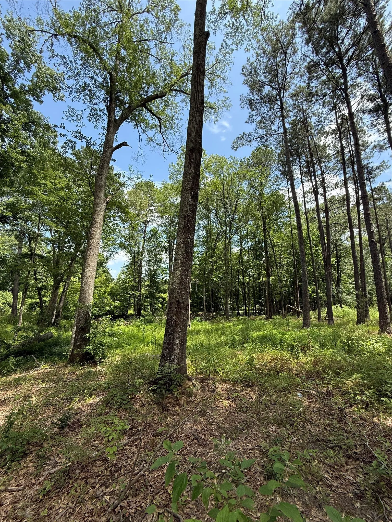View of wooded area