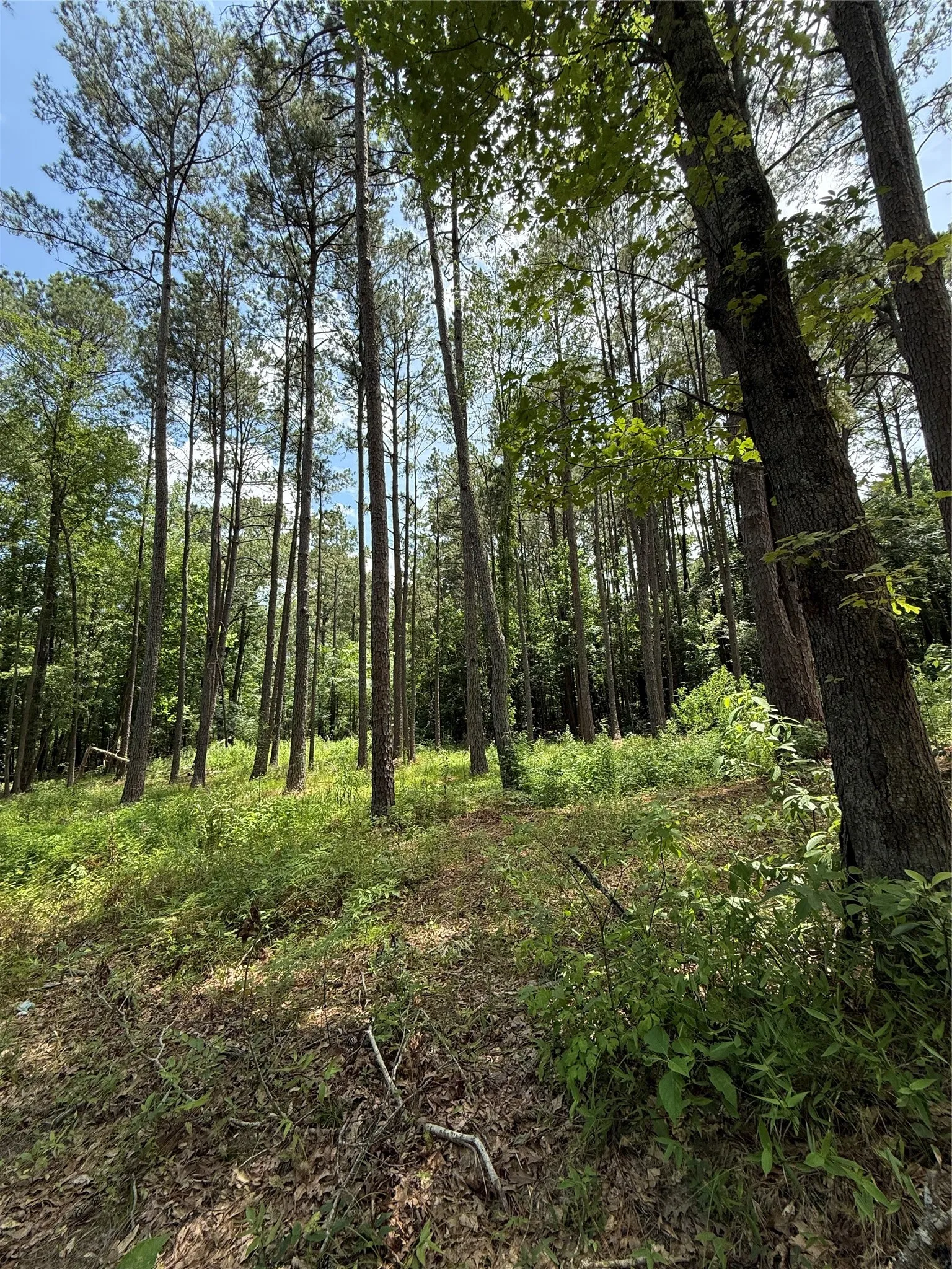 View of tree filled area