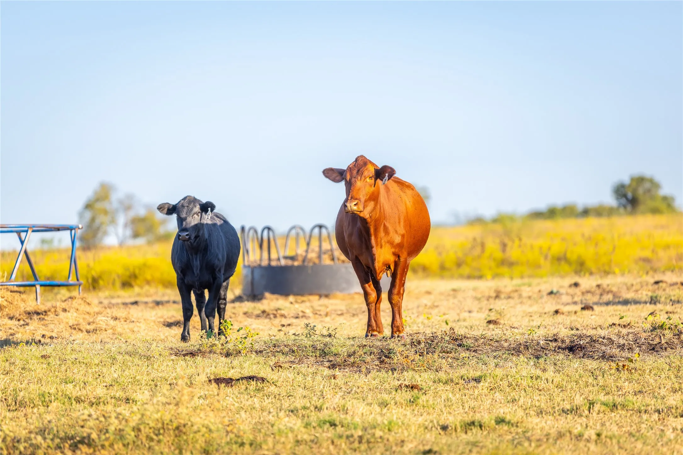 Farm For Sale in Johnson County , 4045 County Road 212, Alvarado, Texas 76009, 3 Bedroom, 2 Bathroom, 2 Garage spaces, 2,022 Sqft, built in 1958, Preowned, mls#21098858, Real Estate Agent in Alvarado, Homes For Sale in Johnson county, Homes For Sale in Alvarado, Realtor in Alvarado Texas, Real Estate Brokerage Independent Realty Texas, Luminita Cordes Realtor