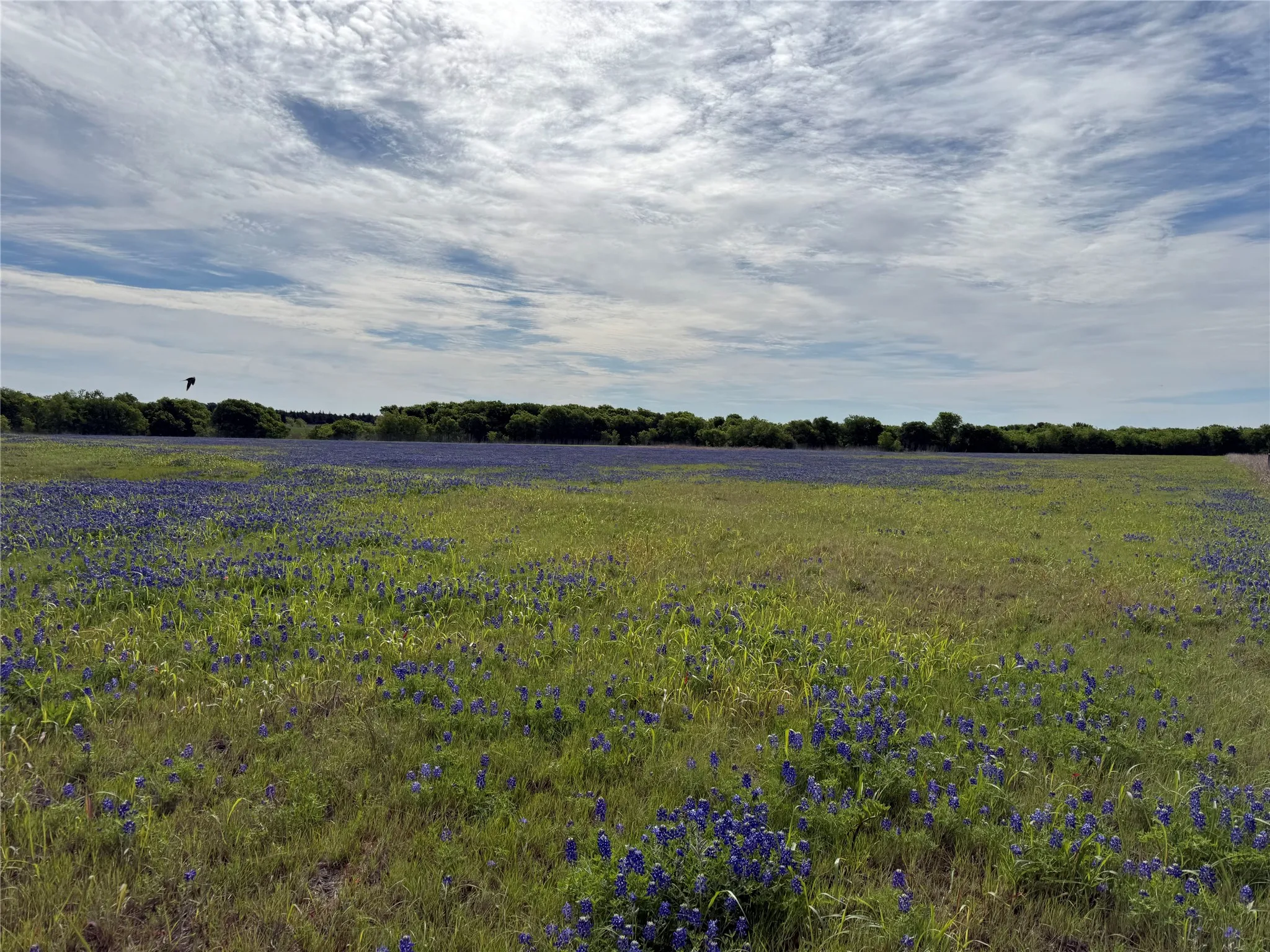 Farm For Sale in Johnson County , 4045 County Road 212, Alvarado, Texas 76009, 3 Bedroom, 2 Bathroom, 2 Garage spaces, 2,022 Sqft, built in 1958, Preowned, mls#21098858, Real Estate Agent in Alvarado, Homes For Sale in Johnson county, Homes For Sale in Alvarado, Realtor in Alvarado Texas, Real Estate Brokerage Independent Realty Texas, Luminita Cordes Realtor