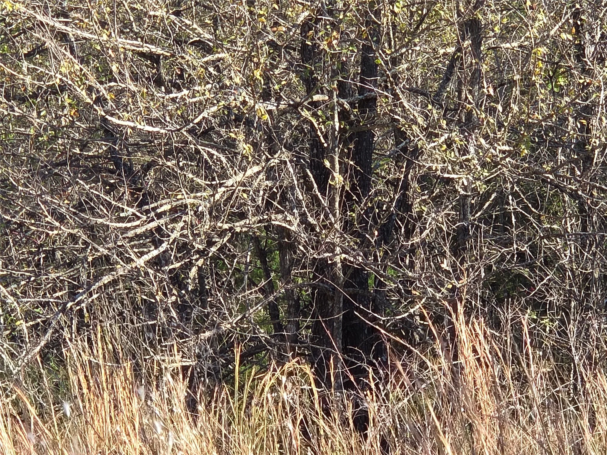 Unimproved Land For Sale in Navarro County , Lot 20 Sunrise W, Corsicana, Texas 75109, 0, 0, Garage spaces, 0 Sqft, built in 0, mls#21073798, Real Estate Agent in Corsicana, Homes For Sale in Navarro county, Homes For Sale in Corsicana, Realtor in Corsicana Texas, Real Estate Brokerage Independent Realty Texas, Luminita Cordes Realtor