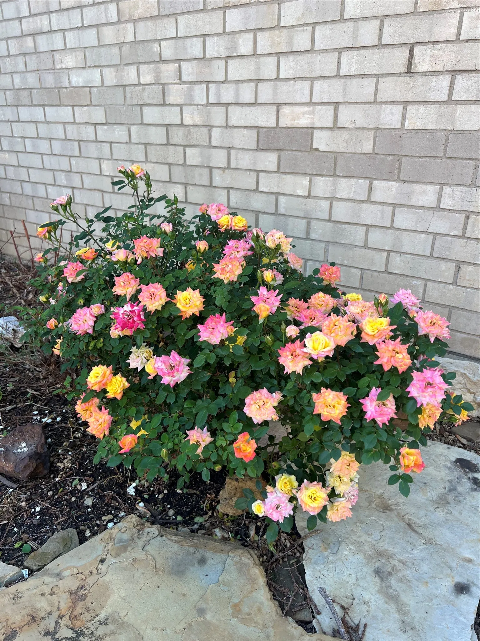 Roses in bloom along the back of the home.