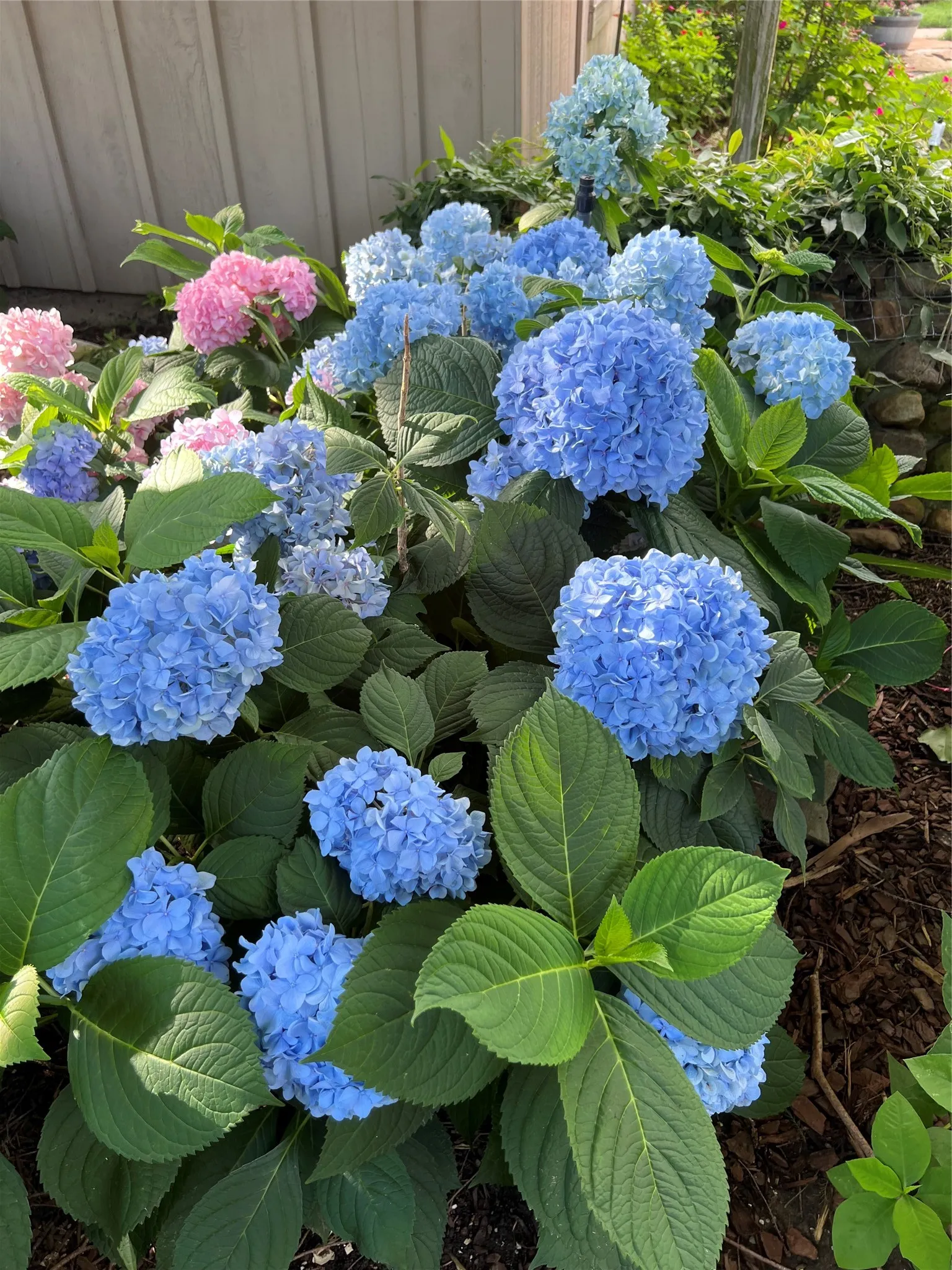 Gorgeous perrenials such as hydrangea bloom throughout the seasons.