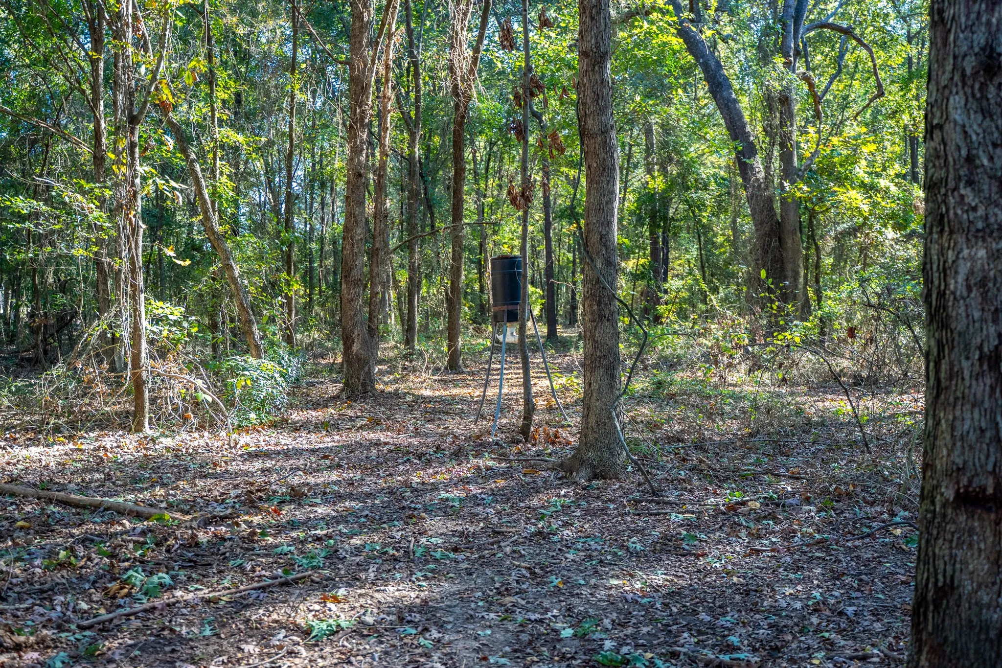View of woods