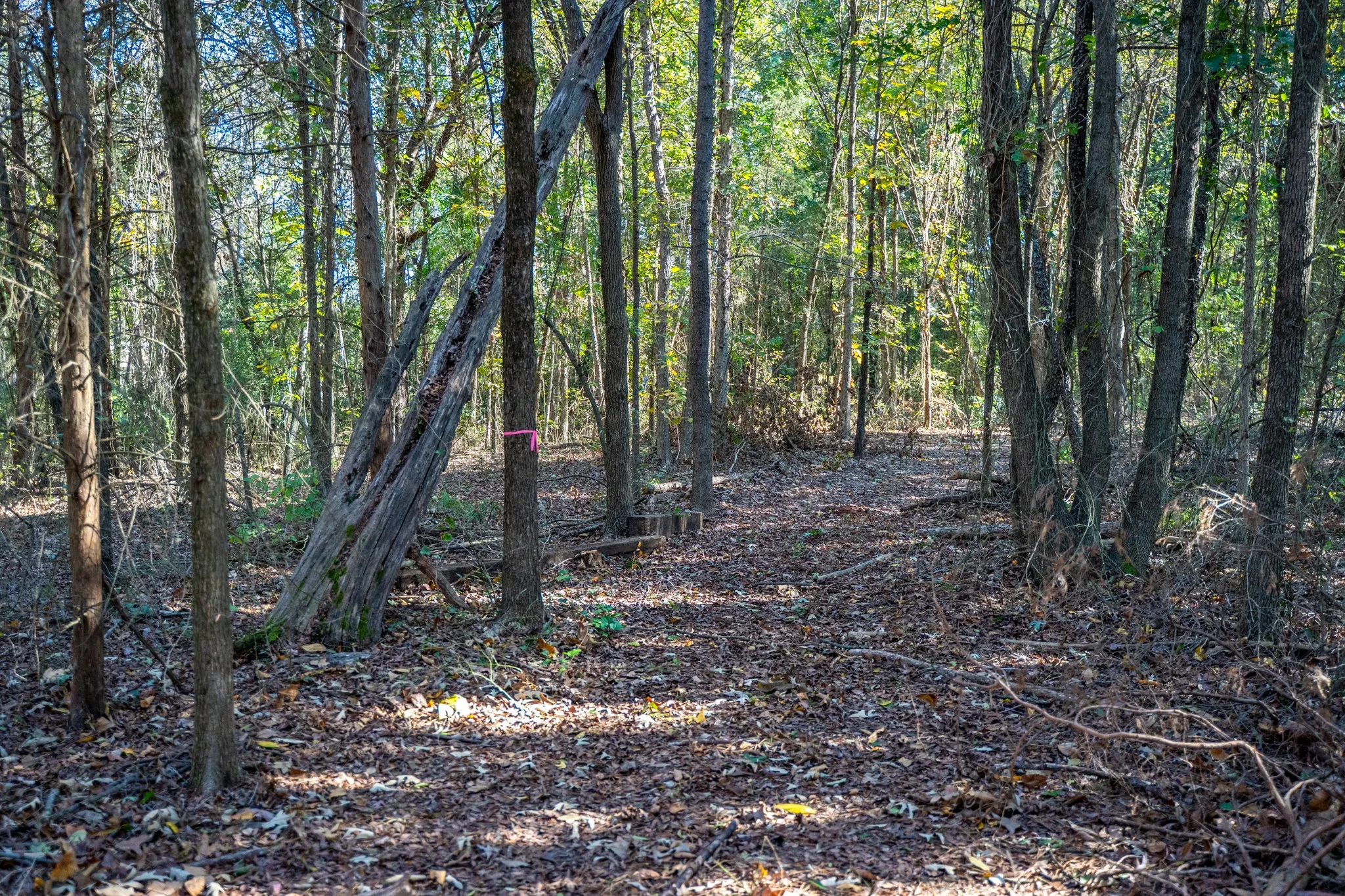 View of wooded area