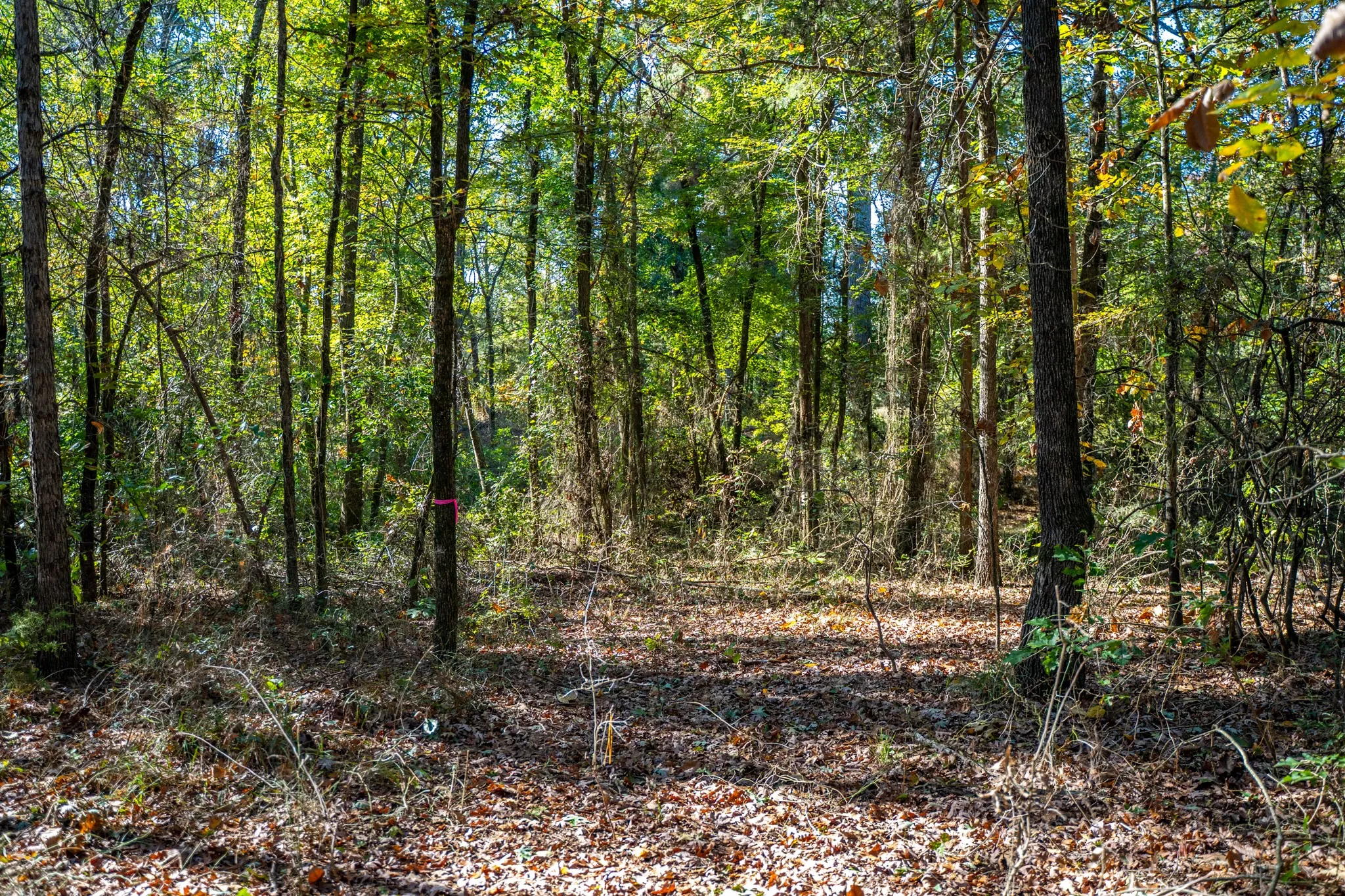 View of undeveloped land