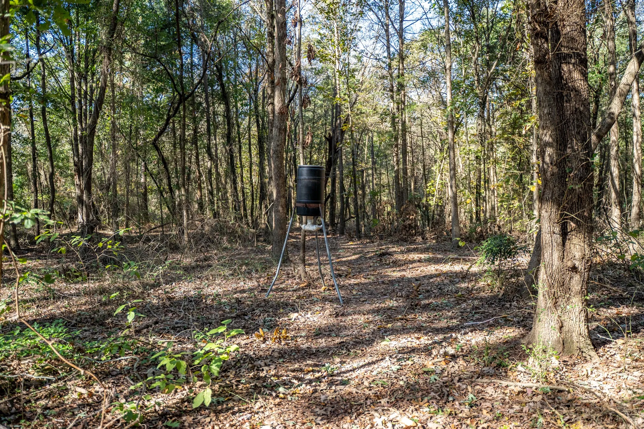 View of woods