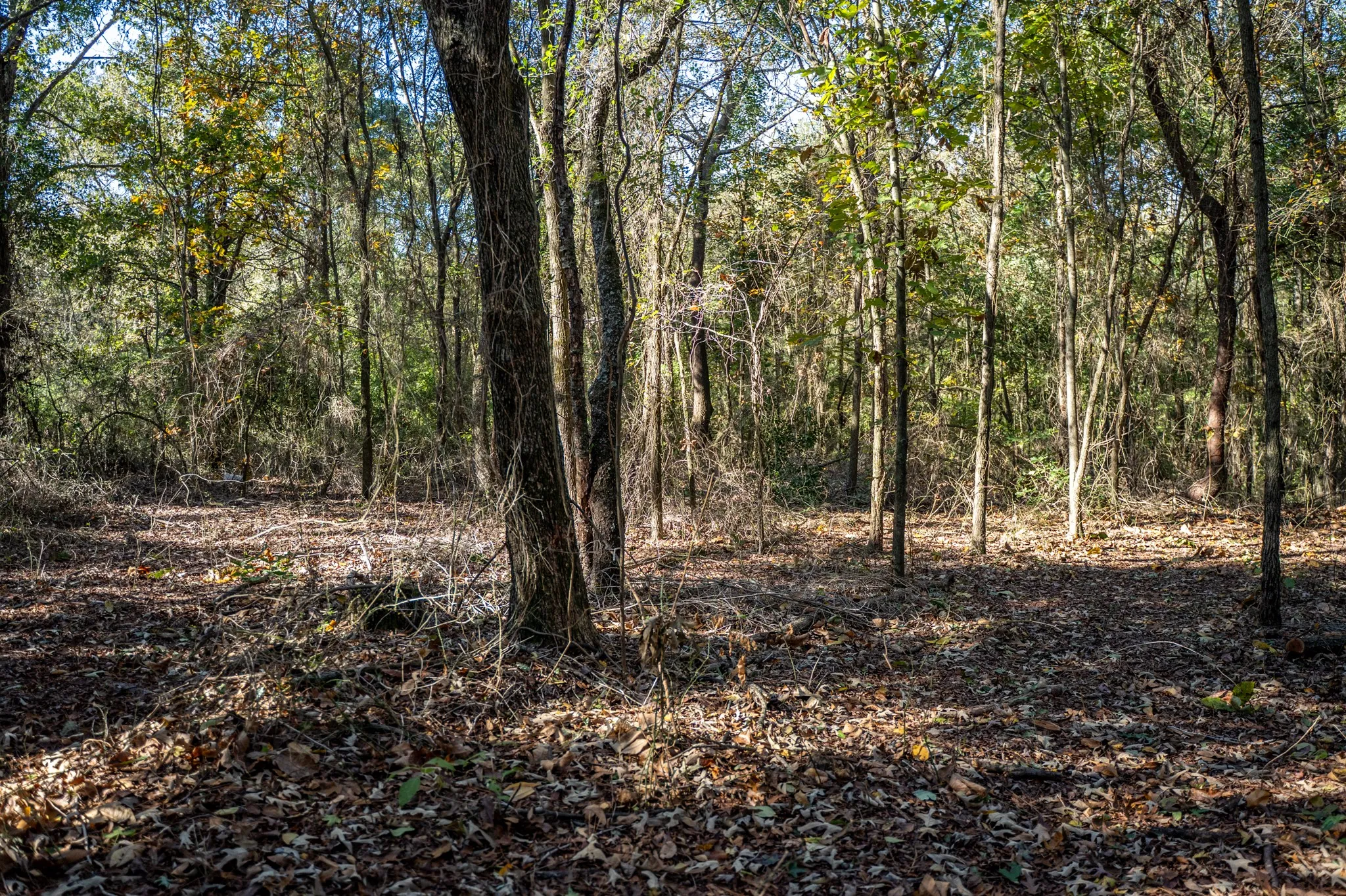View of tree filled area