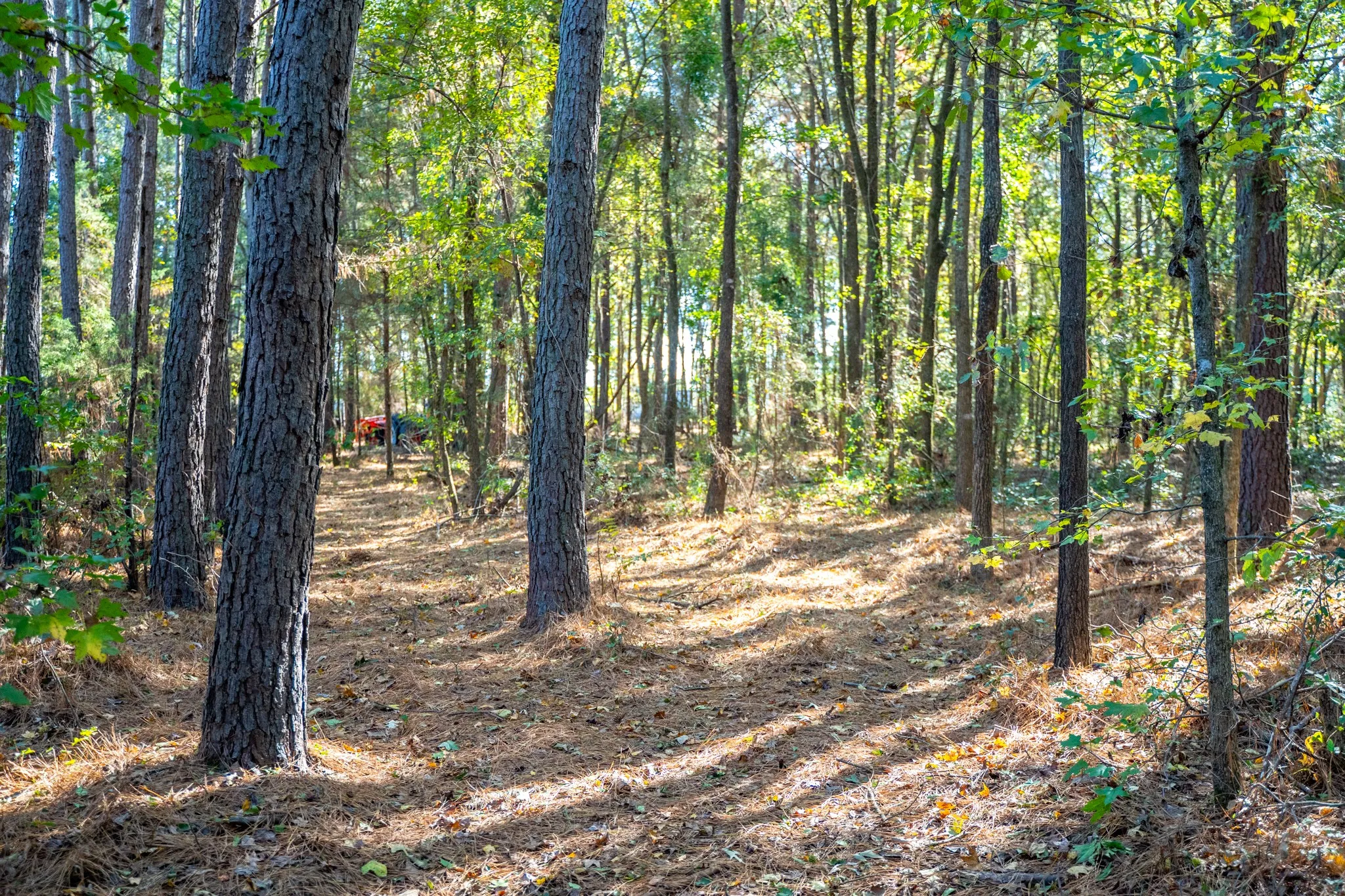 View of woods