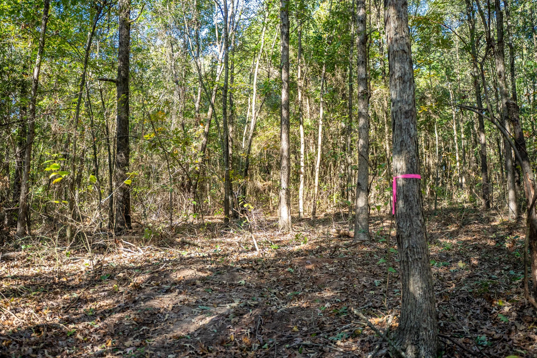 View of wooded area