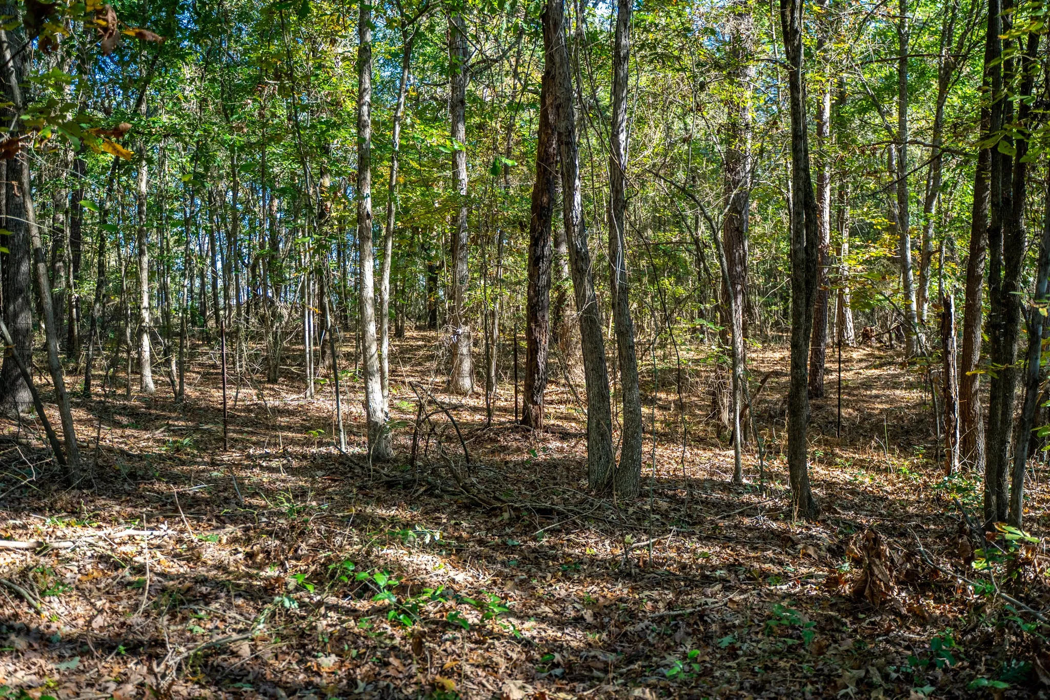 Improved Land For Sale in Morris County , 000 County Road 4105, Daingerfield, Texas 75638, 0, 0, Garage spaces, 0 Sqft, built in 0, mls#21103432, Real Estate Agent in Daingerfield, Homes For Sale in Morris county, Homes For Sale in Daingerfield, Realtor in Daingerfield Texas, Real Estate Brokerage Independent Realty Texas, Luminita Cordes Realtor