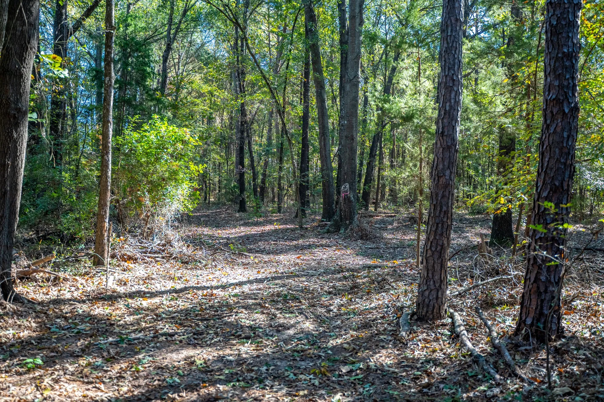 View of wooded area