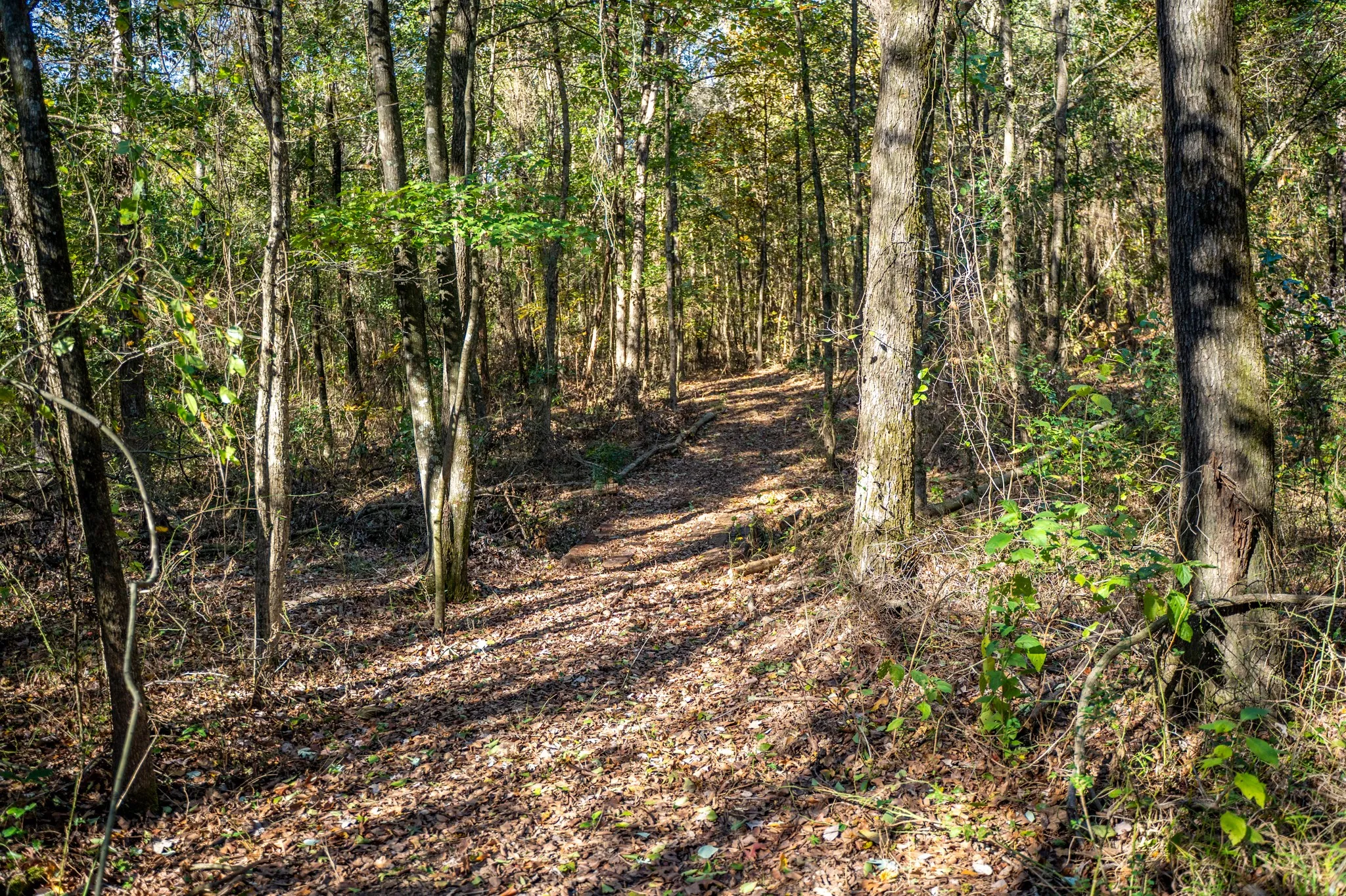 View of woods