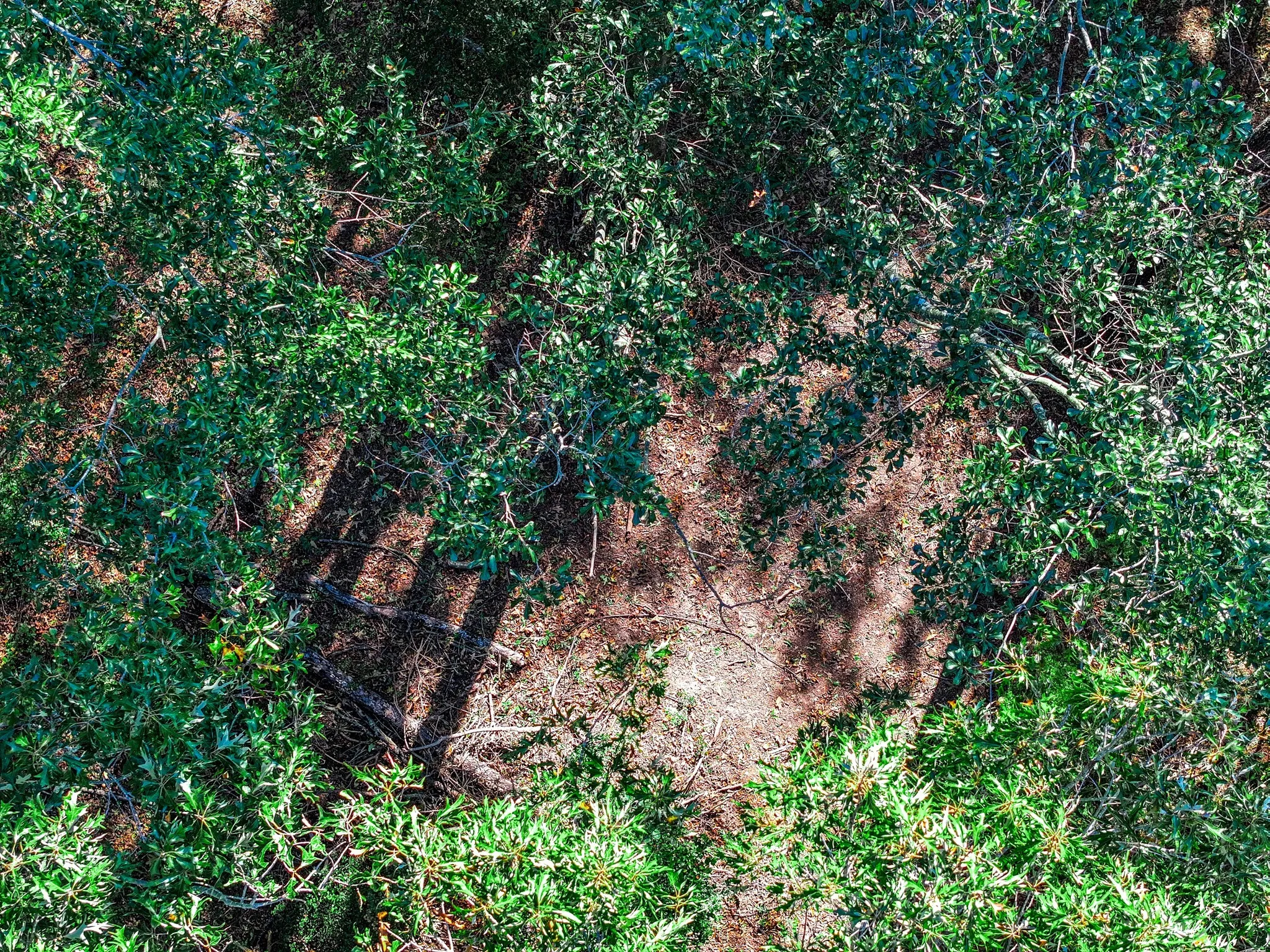 View of local wilderness