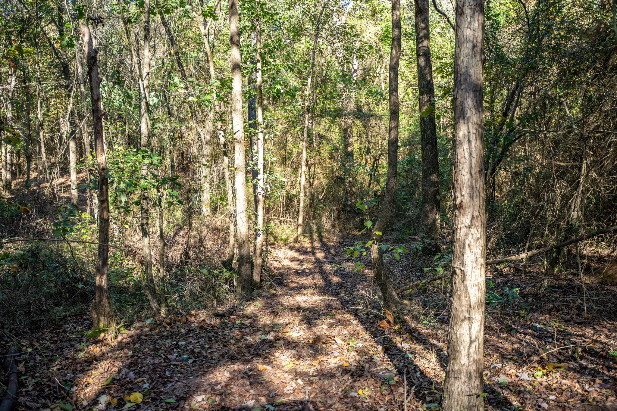 View of tree filled area
