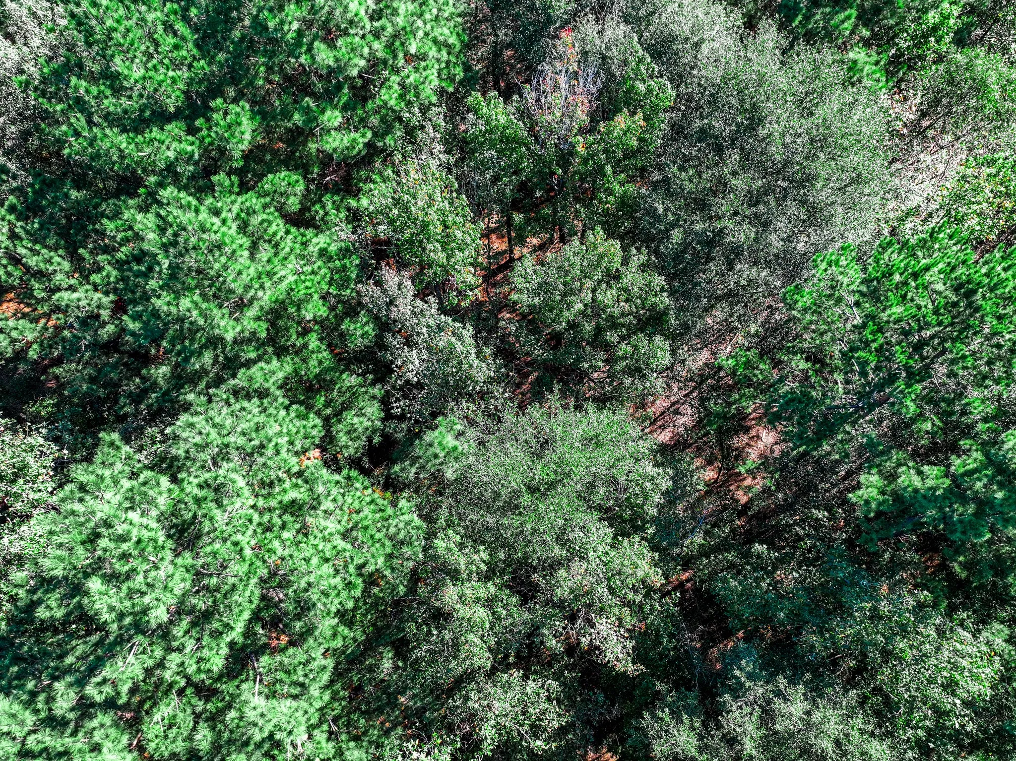 View of nature