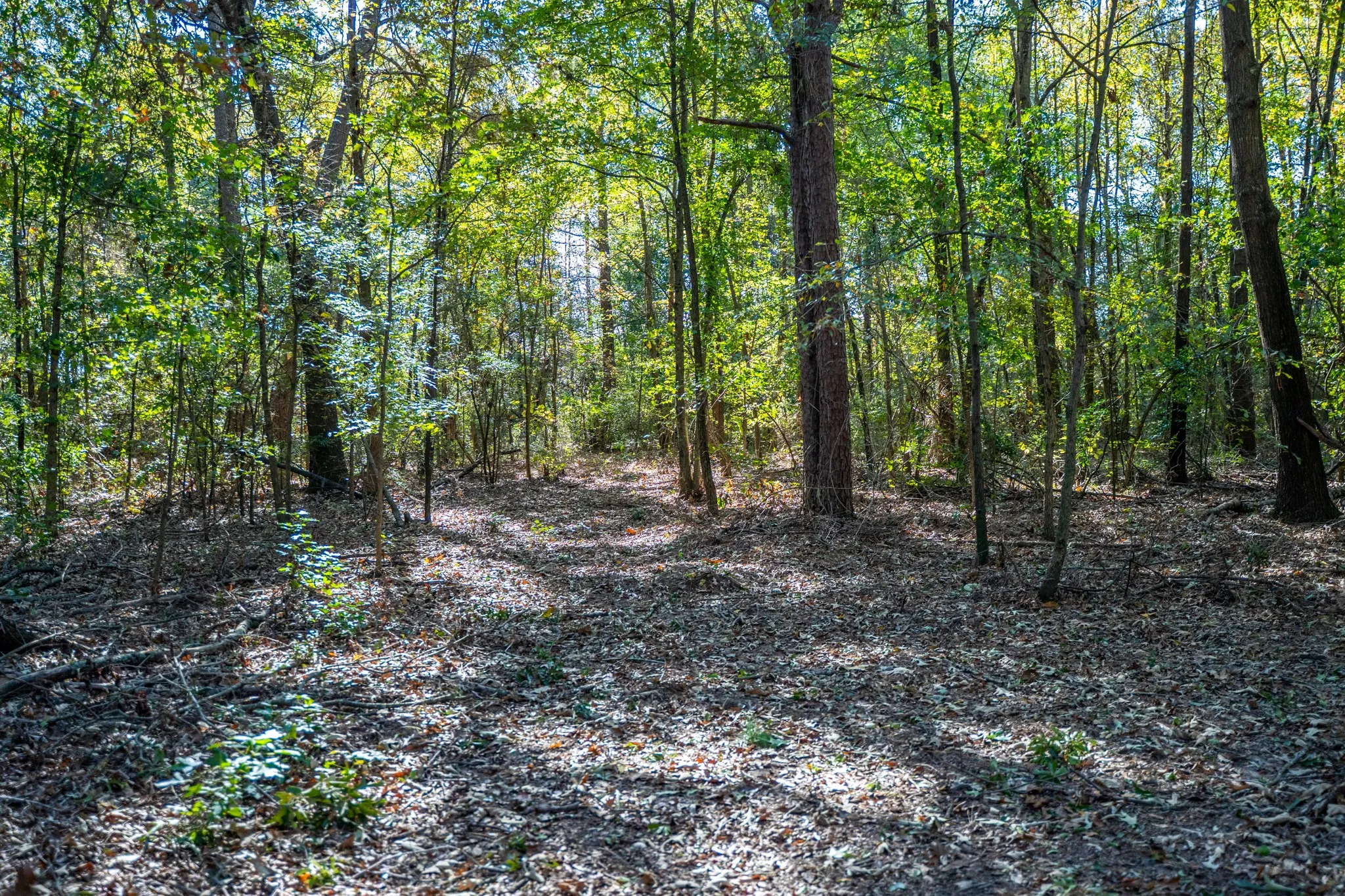 View of woods