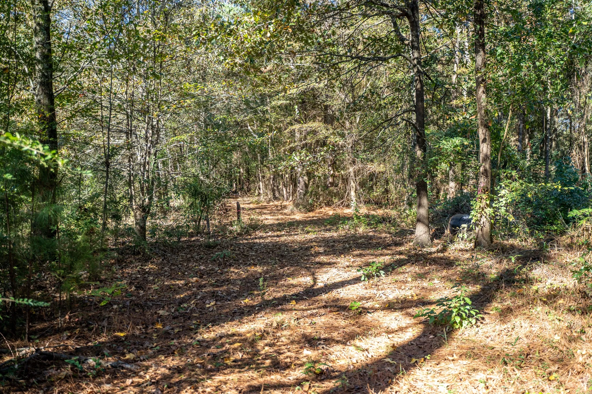 View of wooded area