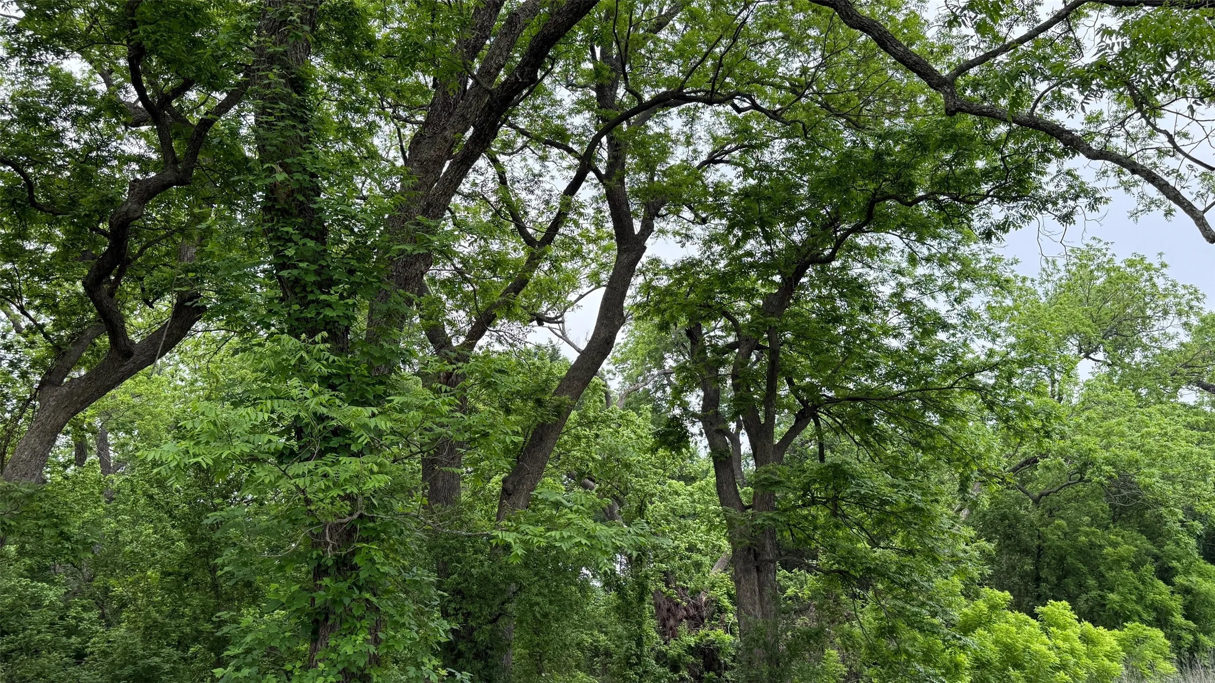 Unimproved Land For Sale in Hill County , 20 Acres Gathings Avenue, Covington, Texas 76636, 0, 0, Garage spaces, 0 Sqft, built in 0, mls#21103993, Real Estate Agent in Covington, Homes For Sale in Hill county, Homes For Sale in Covington, Realtor in Covington Texas, Real Estate Brokerage Independent Realty Texas, Luminita Cordes Realtor