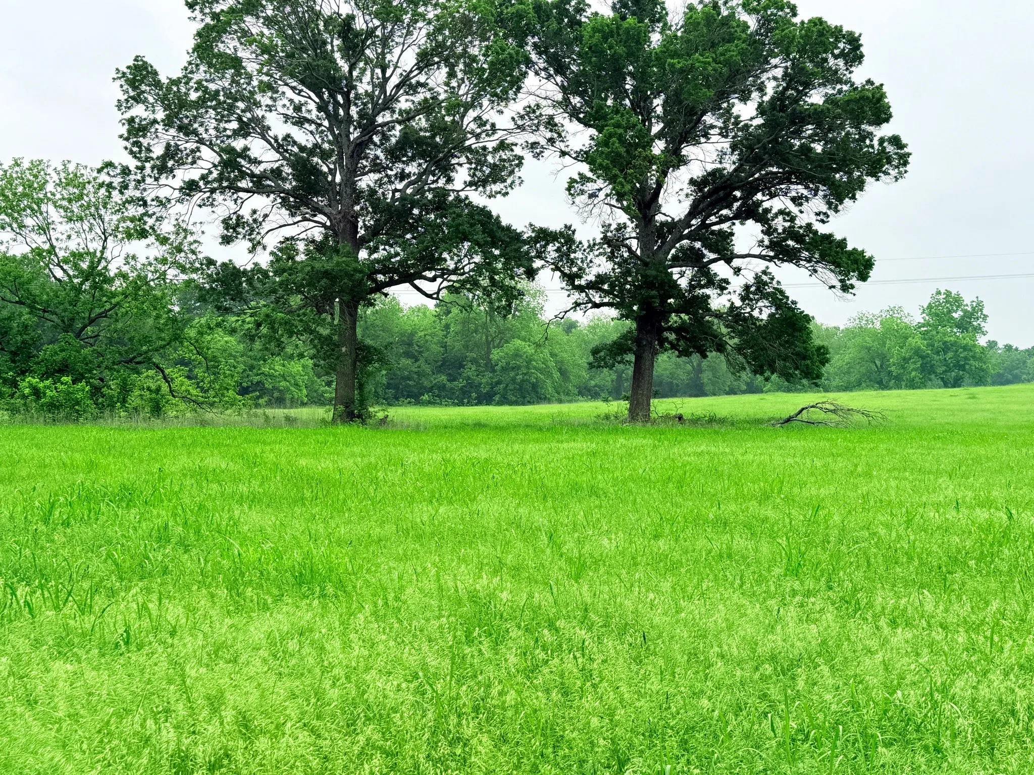 Unimproved Land For Sale in Hill County , 20 Acres Gathings Avenue, Covington, Texas 76636, 0, 0, Garage spaces, 0 Sqft, built in 0, mls#21103993, Real Estate Agent in Covington, Homes For Sale in Hill county, Homes For Sale in Covington, Realtor in Covington Texas, Real Estate Brokerage Independent Realty Texas, Luminita Cordes Realtor