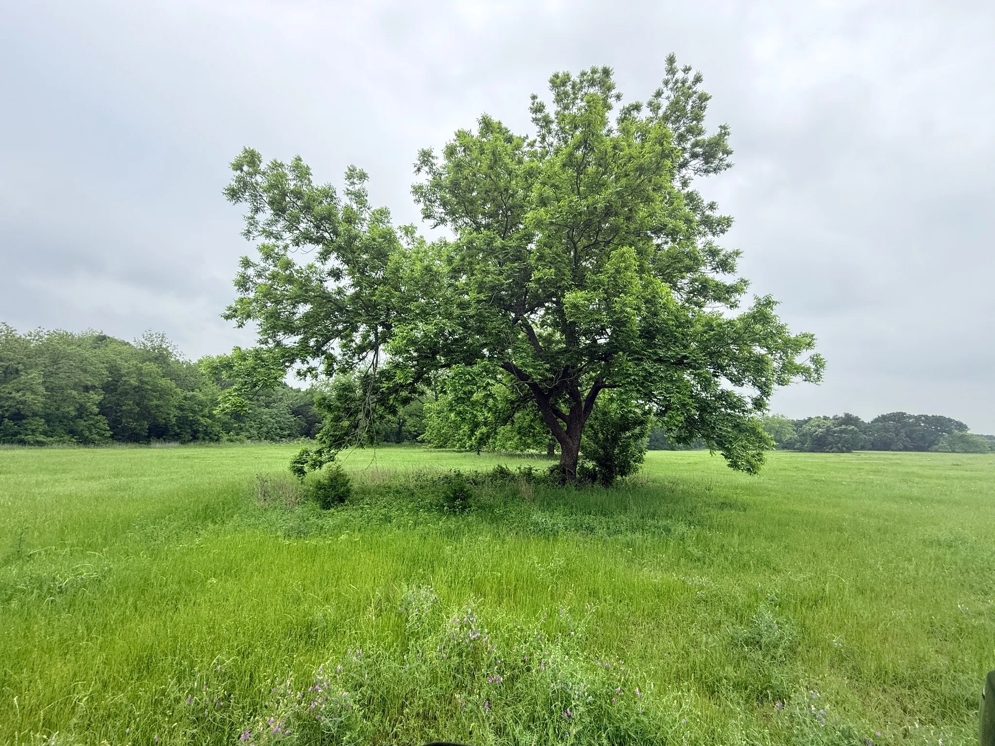 Unimproved Land For Sale in Hill County , 20 Acres Gathings Avenue, Covington, Texas 76636, 0, 0, Garage spaces, 0 Sqft, built in 0, mls#21103993, Real Estate Agent in Covington, Homes For Sale in Hill county, Homes For Sale in Covington, Realtor in Covington Texas, Real Estate Brokerage Independent Realty Texas, Luminita Cordes Realtor