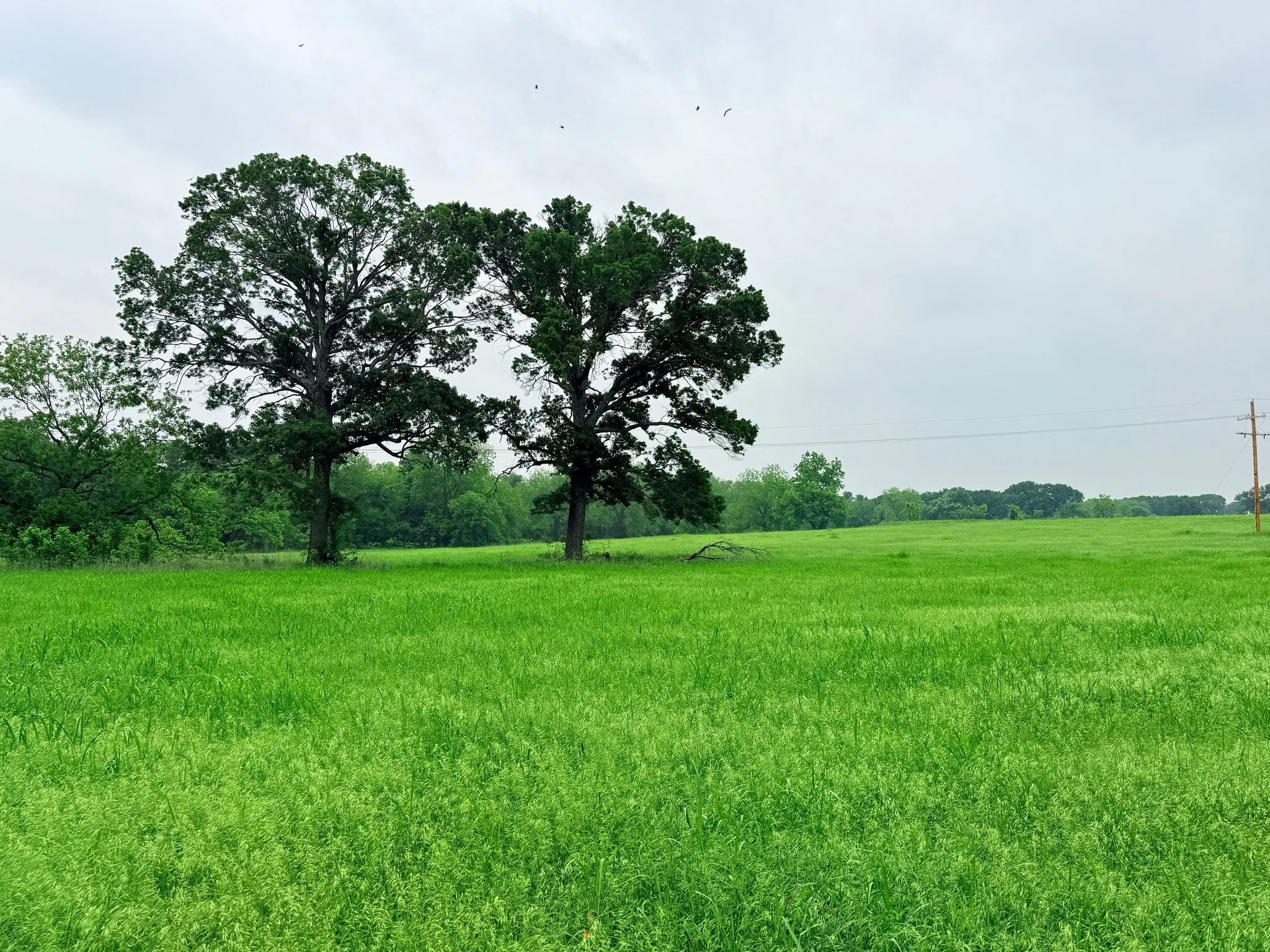 Unimproved Land For Sale in Hill County , 20 Acres Gathings Avenue, Covington, Texas 76636, 0, 0, Garage spaces, 0 Sqft, built in 0, mls#21103993, Real Estate Agent in Covington, Homes For Sale in Hill county, Homes For Sale in Covington, Realtor in Covington Texas, Real Estate Brokerage Independent Realty Texas, Luminita Cordes Realtor
