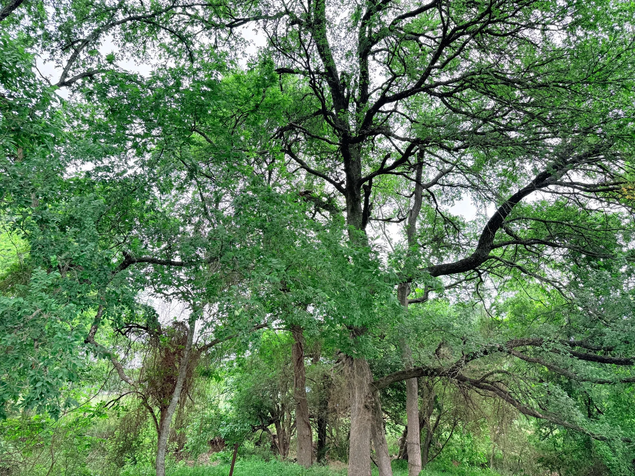 Unimproved Land For Sale in Hill County , 20 Acres Gathings Avenue, Covington, Texas 76636, 0, 0, Garage spaces, 0 Sqft, built in 0, mls#21103993, Real Estate Agent in Covington, Homes For Sale in Hill county, Homes For Sale in Covington, Realtor in Covington Texas, Real Estate Brokerage Independent Realty Texas, Luminita Cordes Realtor