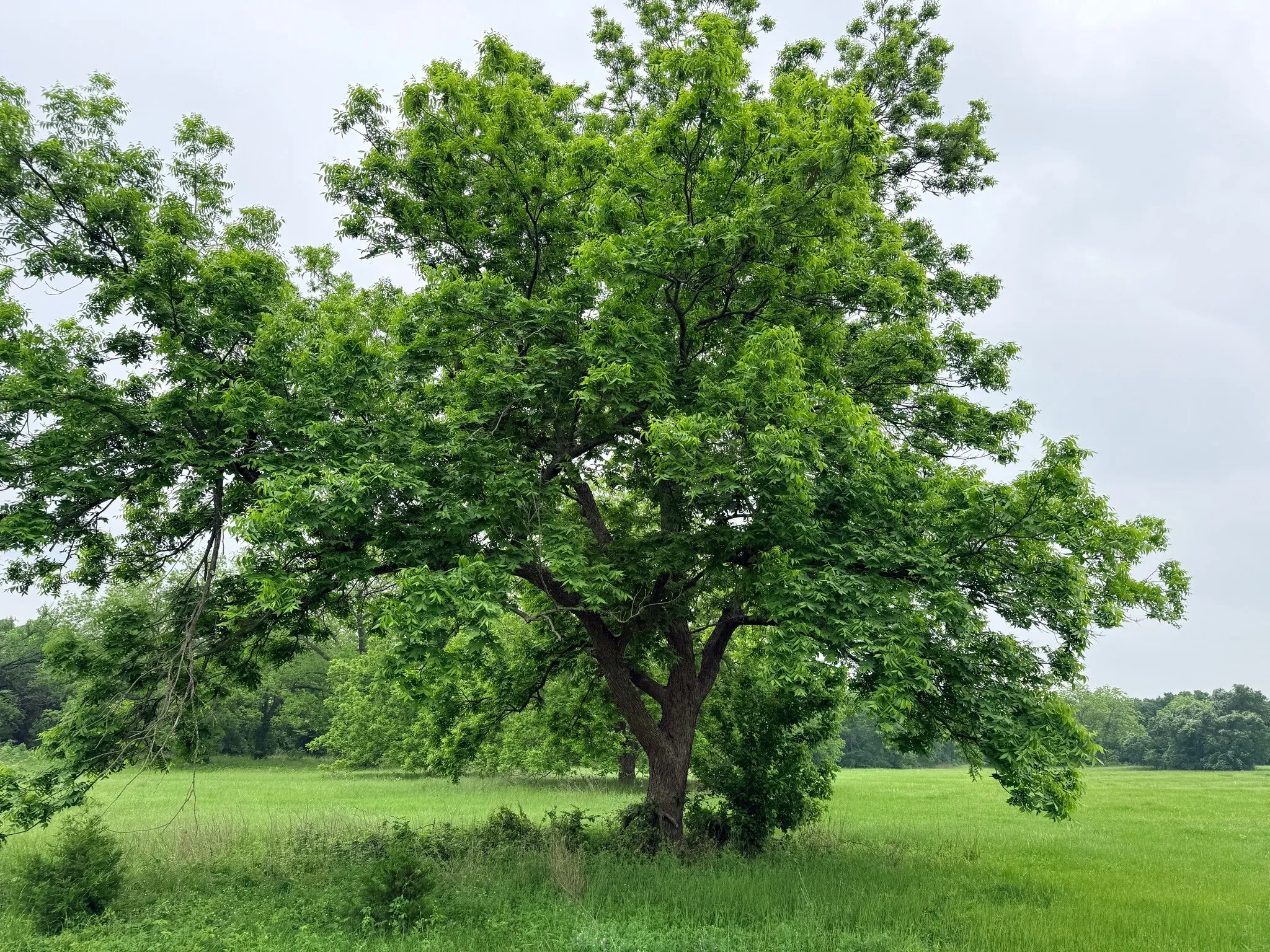 Unimproved Land For Sale in Hill County , 20 Acres Gathings Avenue, Covington, Texas 76636, 0, 0, Garage spaces, 0 Sqft, built in 0, mls#21103993, Real Estate Agent in Covington, Homes For Sale in Hill county, Homes For Sale in Covington, Realtor in Covington Texas, Real Estate Brokerage Independent Realty Texas, Luminita Cordes Realtor