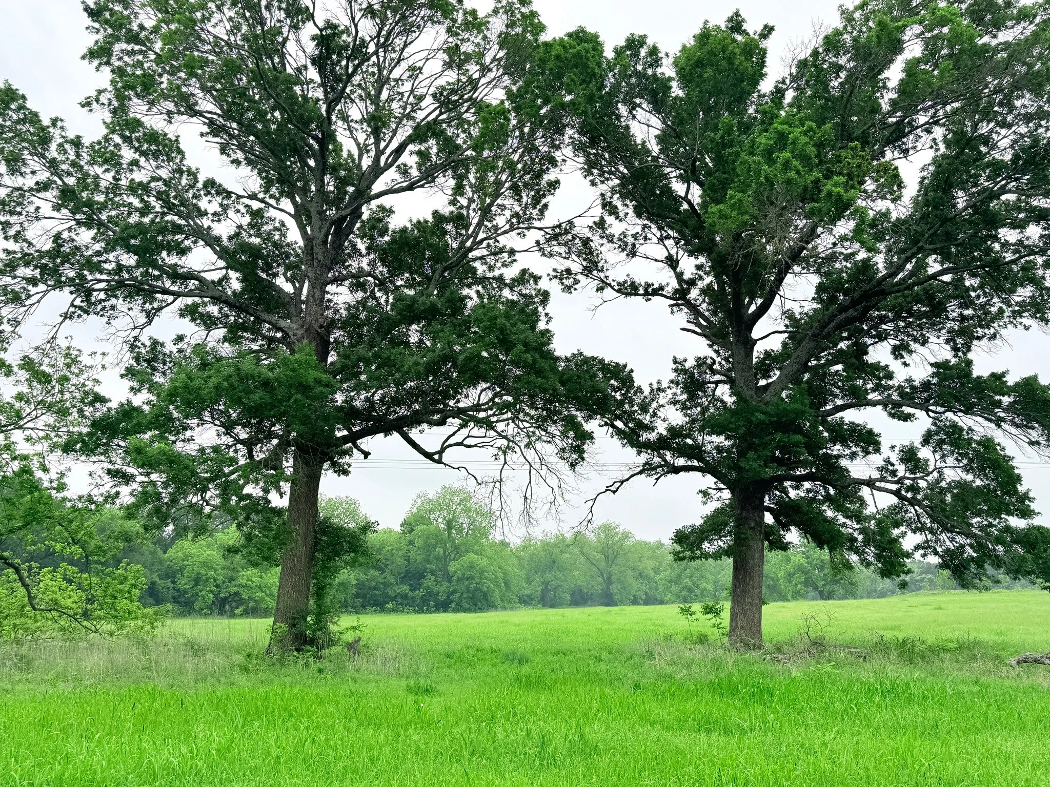 Unimproved Land For Sale in Hill County , 20 Acres Gathings Avenue, Covington, Texas 76636, 0, 0, Garage spaces, 0 Sqft, built in 0, mls#21103993, Real Estate Agent in Covington, Homes For Sale in Hill county, Homes For Sale in Covington, Realtor in Covington Texas, Real Estate Brokerage Independent Realty Texas, Luminita Cordes Realtor