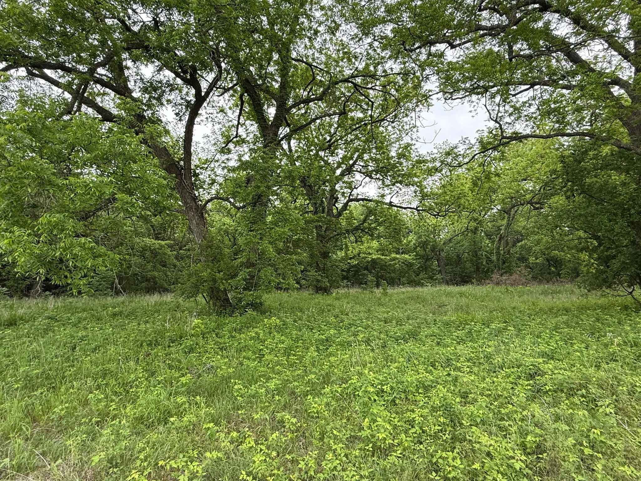 Unimproved Land For Sale in Hill County , 20 Acres Gathings Avenue, Covington, Texas 76636, 0, 0, Garage spaces, 0 Sqft, built in 0, mls#21103993, Real Estate Agent in Covington, Homes For Sale in Hill county, Homes For Sale in Covington, Realtor in Covington Texas, Real Estate Brokerage Independent Realty Texas, Luminita Cordes Realtor