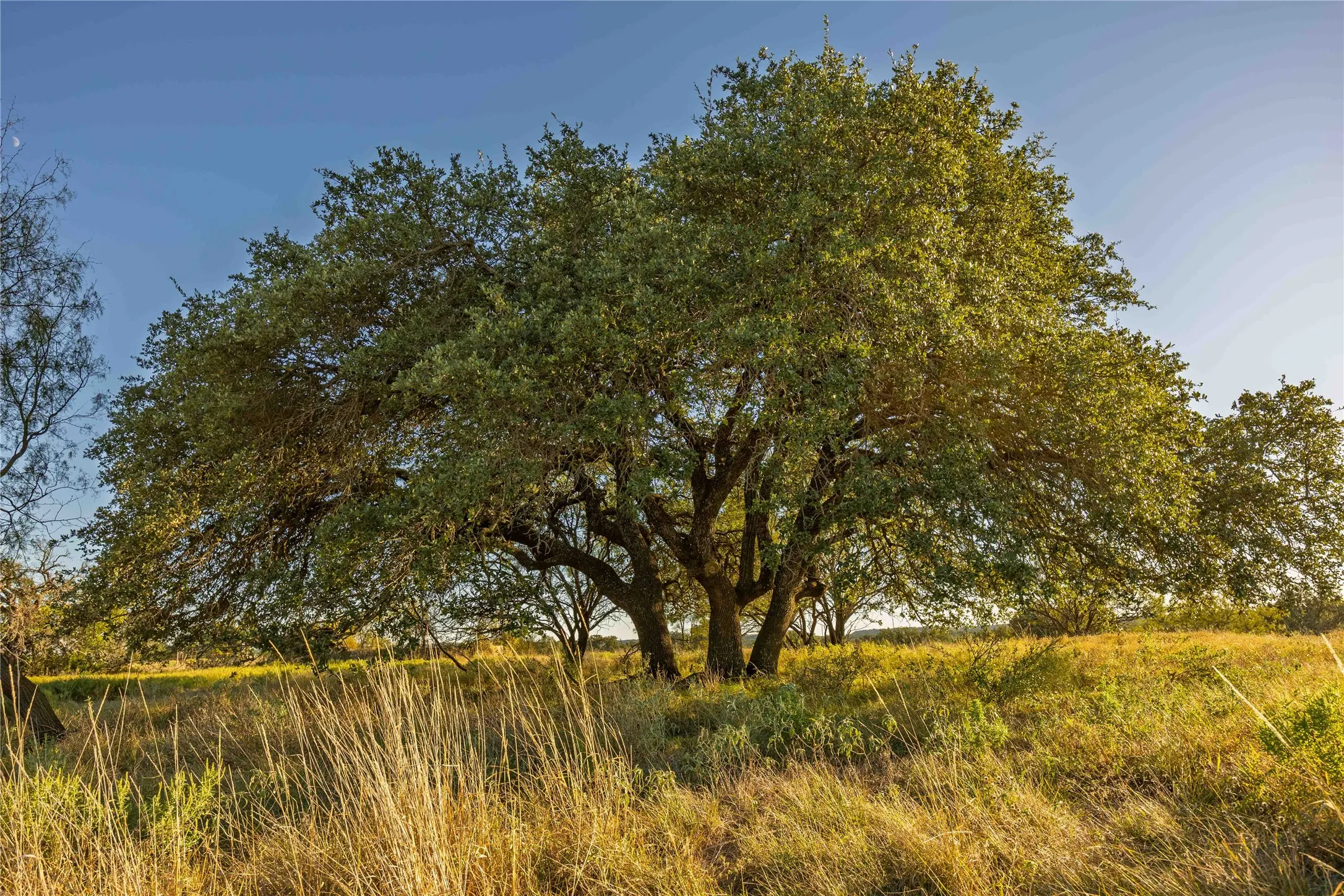 Ranch For Sale in Comanche County , 3270 Fm-573, Comanche, Texas 76442, 0, 0, Garage spaces, 0 Sqft, built in 2007, mls#21105186, Real Estate Agent in Comanche, Homes For Sale in Comanche county, Homes For Sale in Comanche, Realtor in Comanche Texas, Real Estate Brokerage Independent Realty Texas, Luminita Cordes Realtor