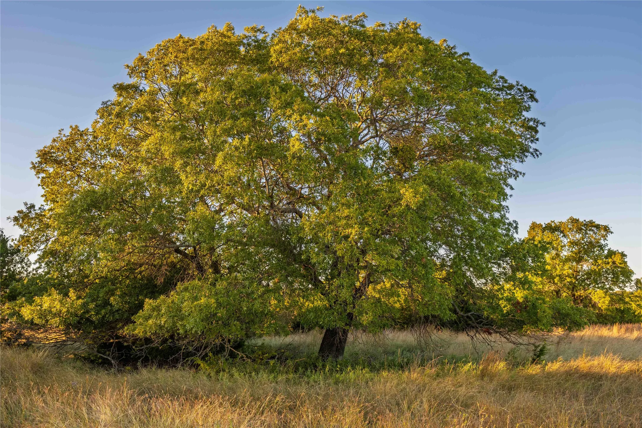 Ranch For Sale in Comanche County , 3270 Fm-573, Comanche, Texas 76442, 0, 0, Garage spaces, 0 Sqft, built in 2007, mls#21105186, Real Estate Agent in Comanche, Homes For Sale in Comanche county, Homes For Sale in Comanche, Realtor in Comanche Texas, Real Estate Brokerage Independent Realty Texas, Luminita Cordes Realtor