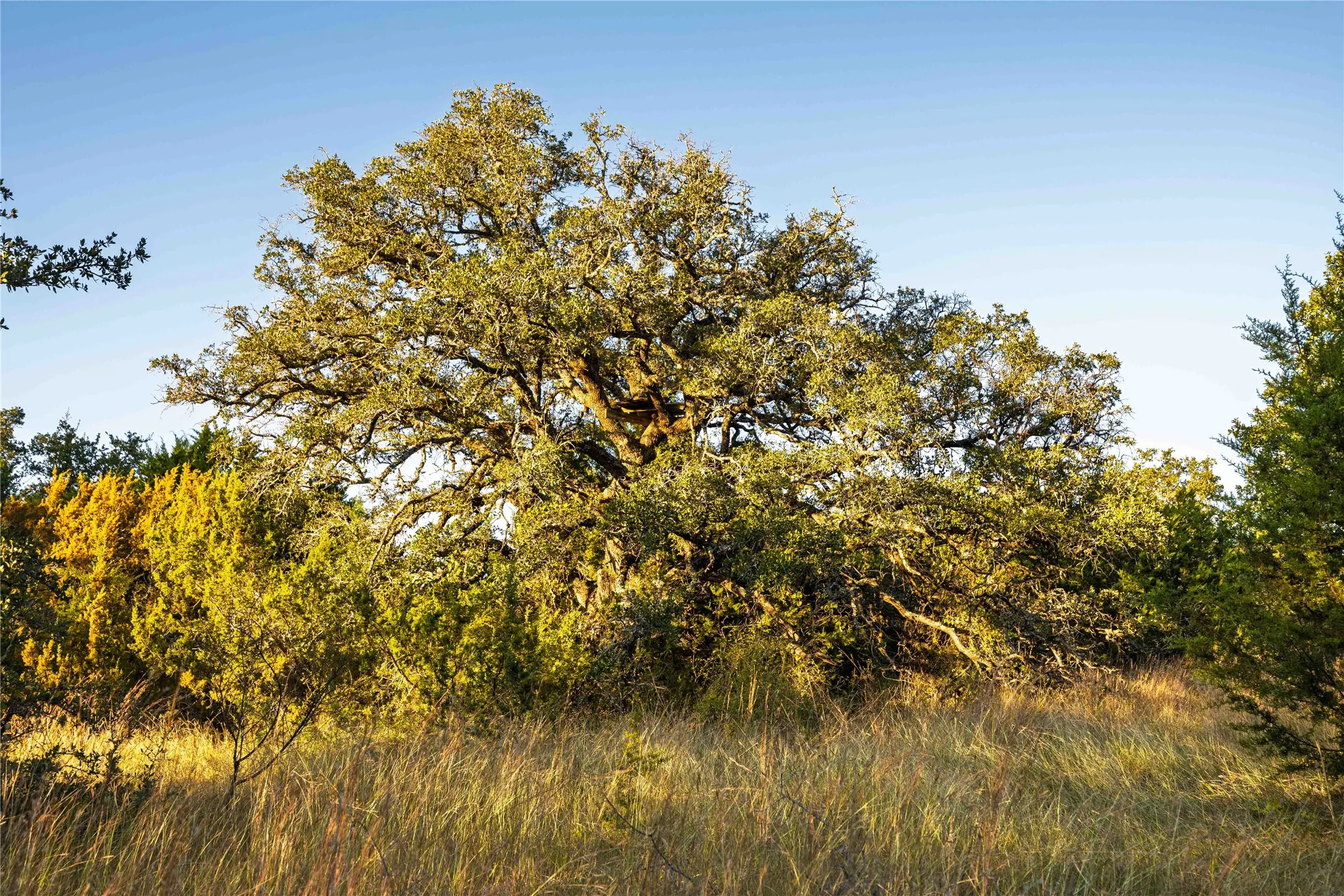 Ranch For Sale in Comanche County , 3270 Fm-573, Comanche, Texas 76442, 0, 0, Garage spaces, 0 Sqft, built in 2007, mls#21105186, Real Estate Agent in Comanche, Homes For Sale in Comanche county, Homes For Sale in Comanche, Realtor in Comanche Texas, Real Estate Brokerage Independent Realty Texas, Luminita Cordes Realtor