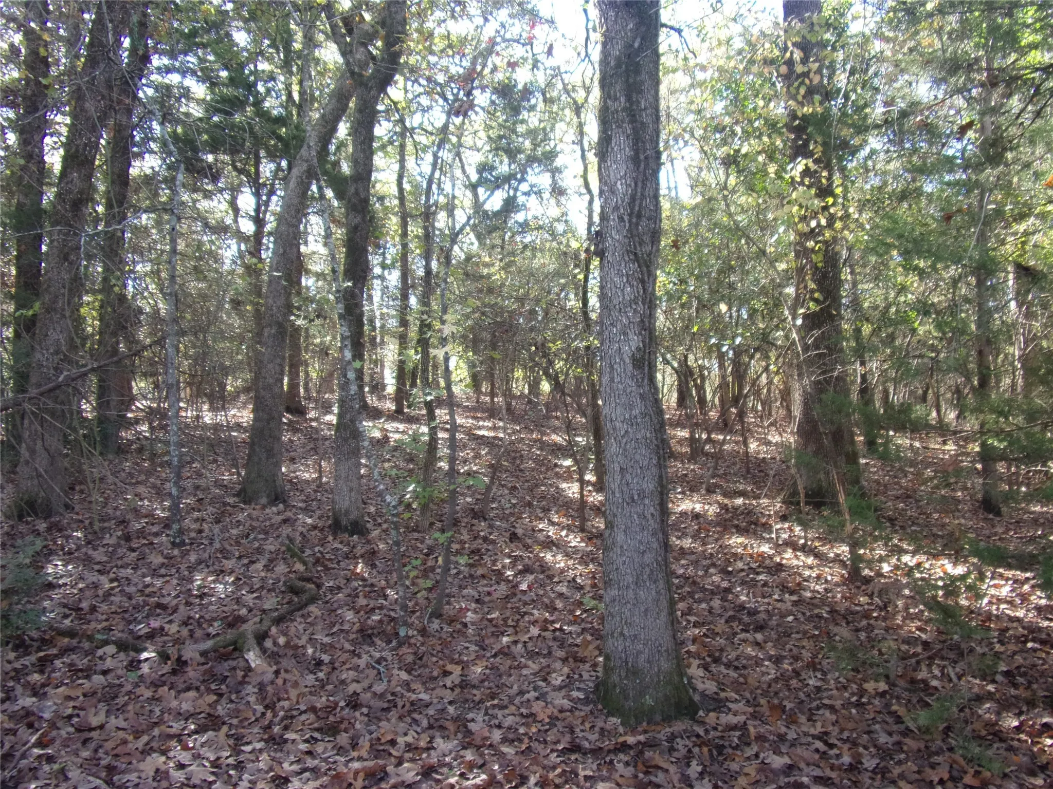 View of the lots