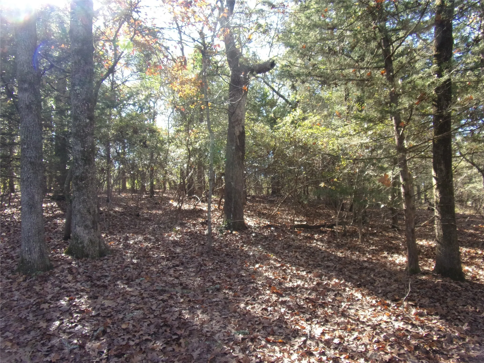 View of woods as you walk the lot