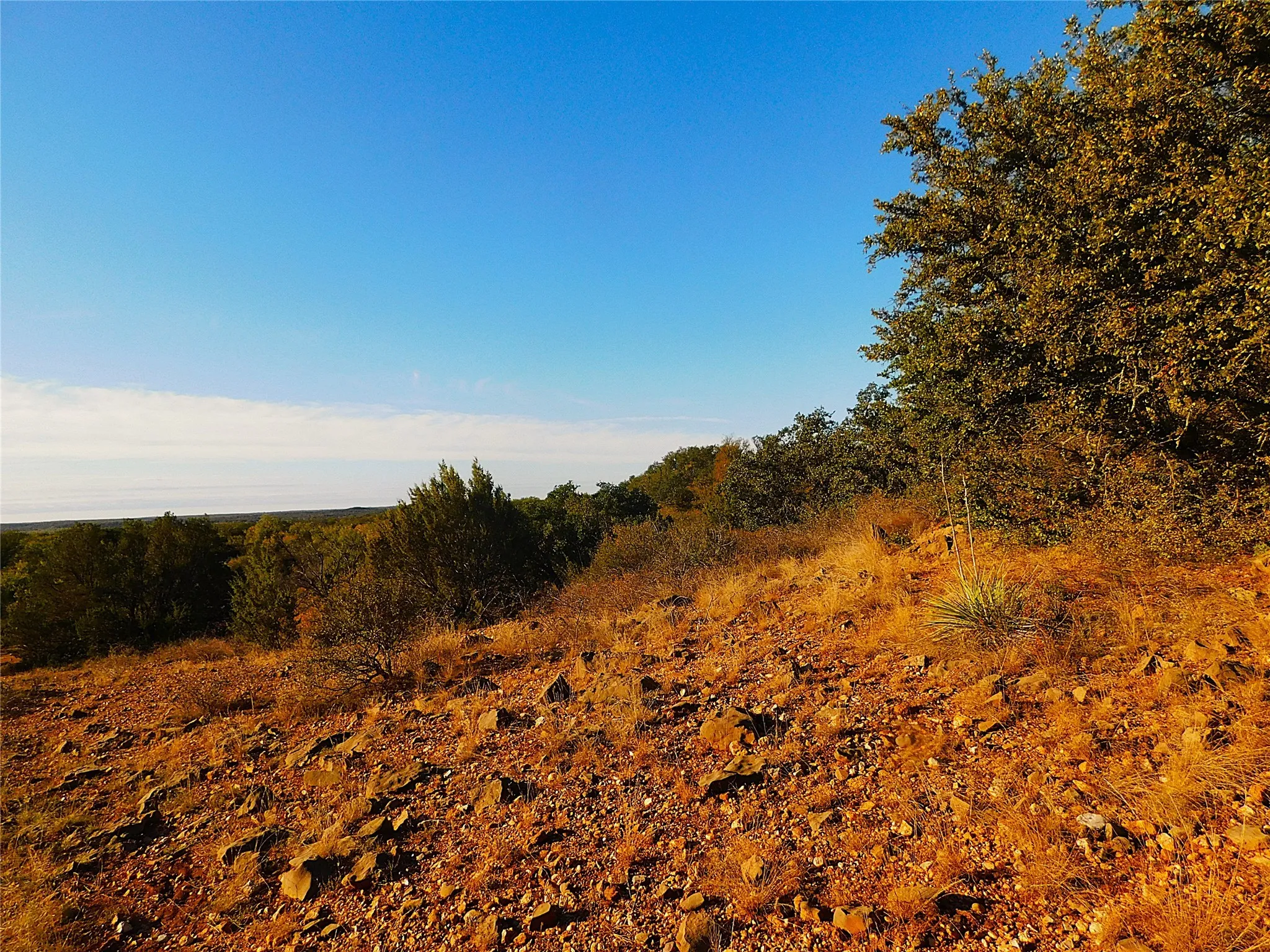 View of wooded area