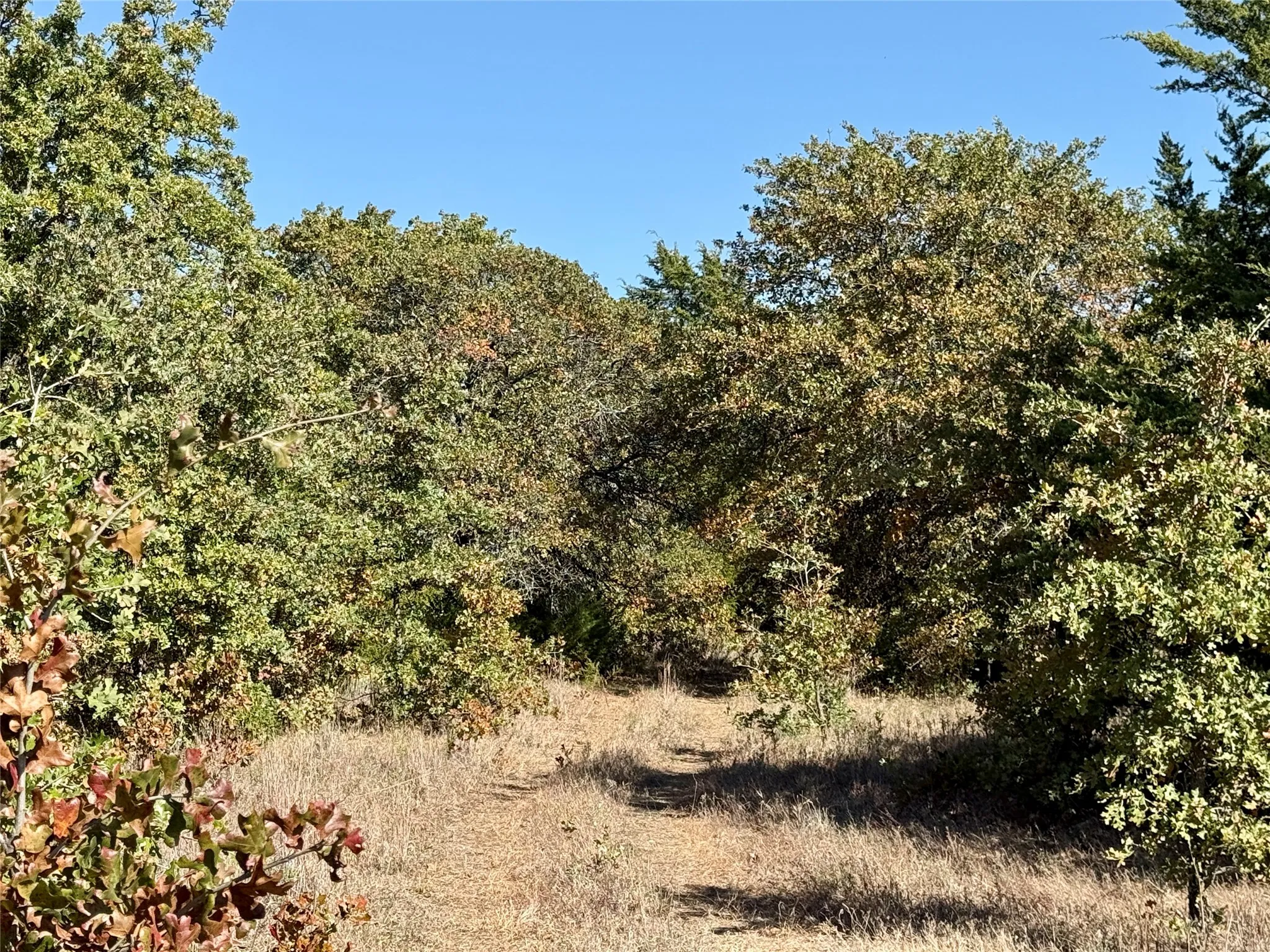 Improved Land For Sale in Montague County , 2753 Big Tree Road, Montague, Texas 76251, 0, 0, Garage spaces, 0 Sqft, built in 1960, Price $1,147,800, mls#21110770, Real Estate Agent in Montague, Homes For Sale in Montague county, Homes For Sale in Montague, Realtor in Montague Texas, Real Estate Brokerage Independent Realty Texas, Luminita Cordes Realtor
