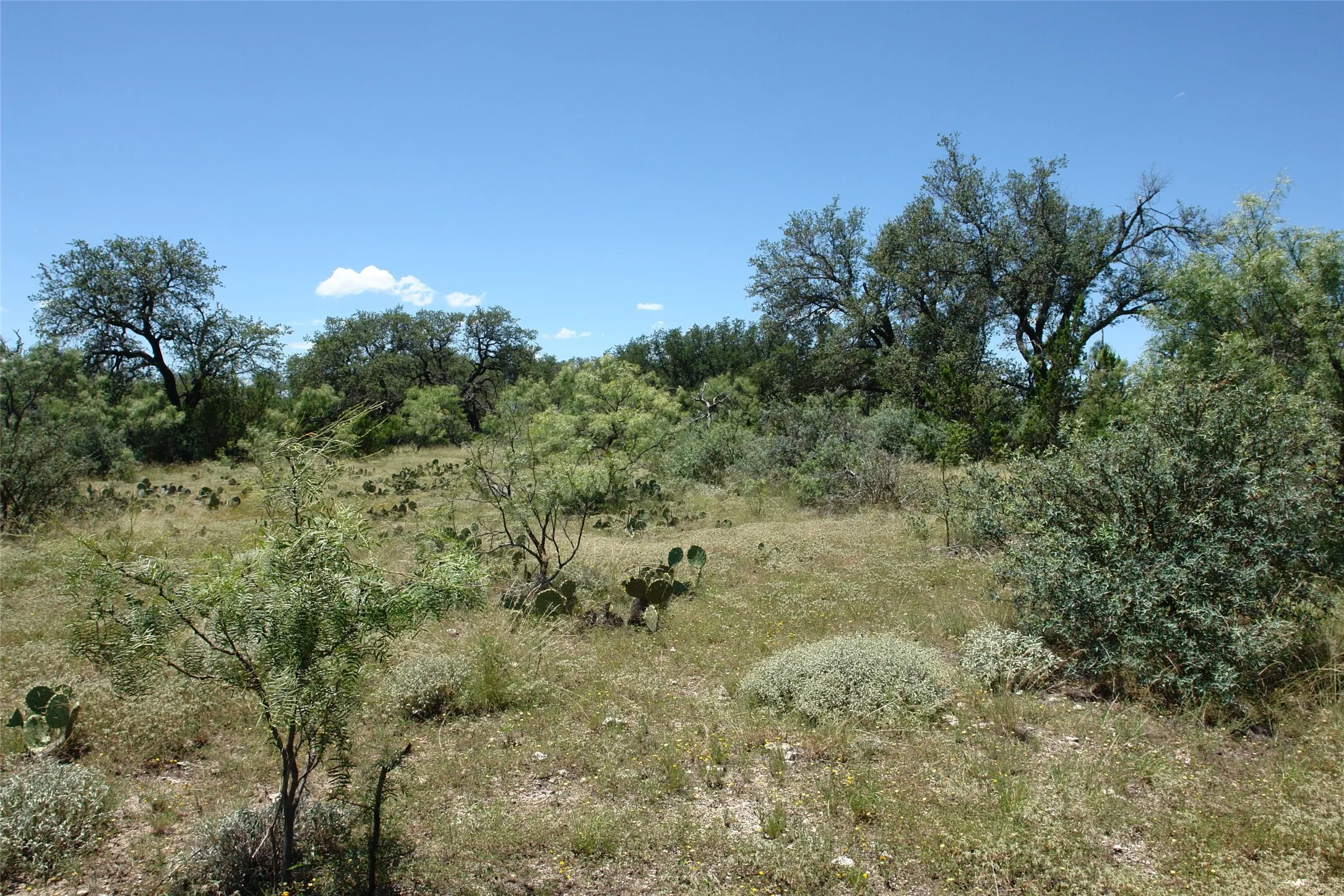 View of local wilderness