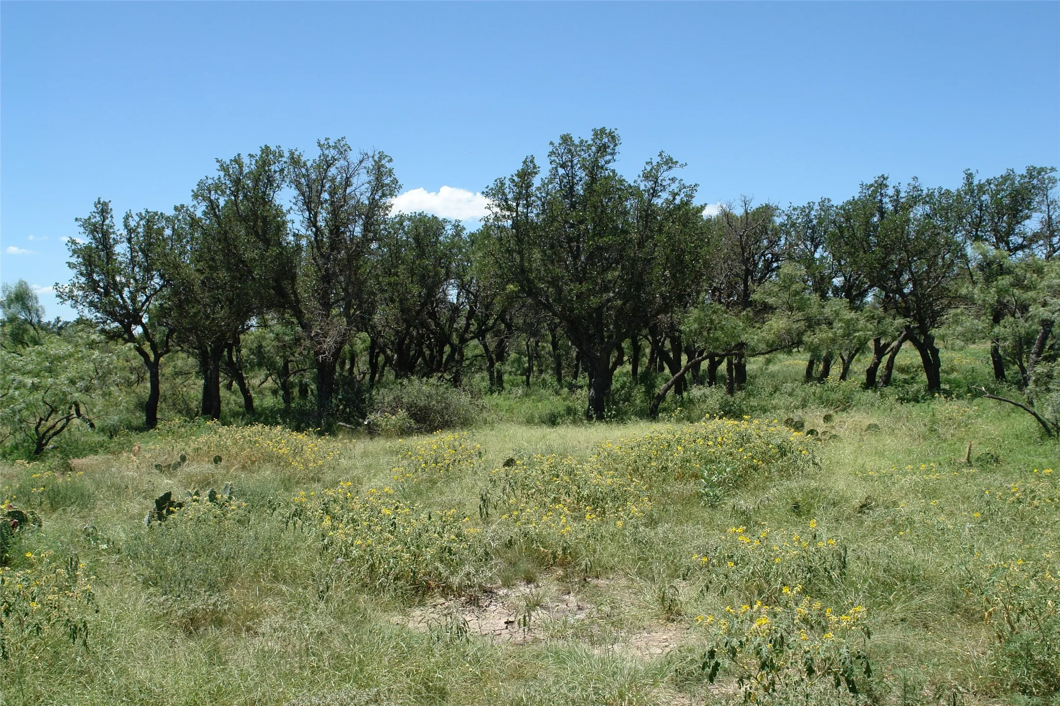 View of nature