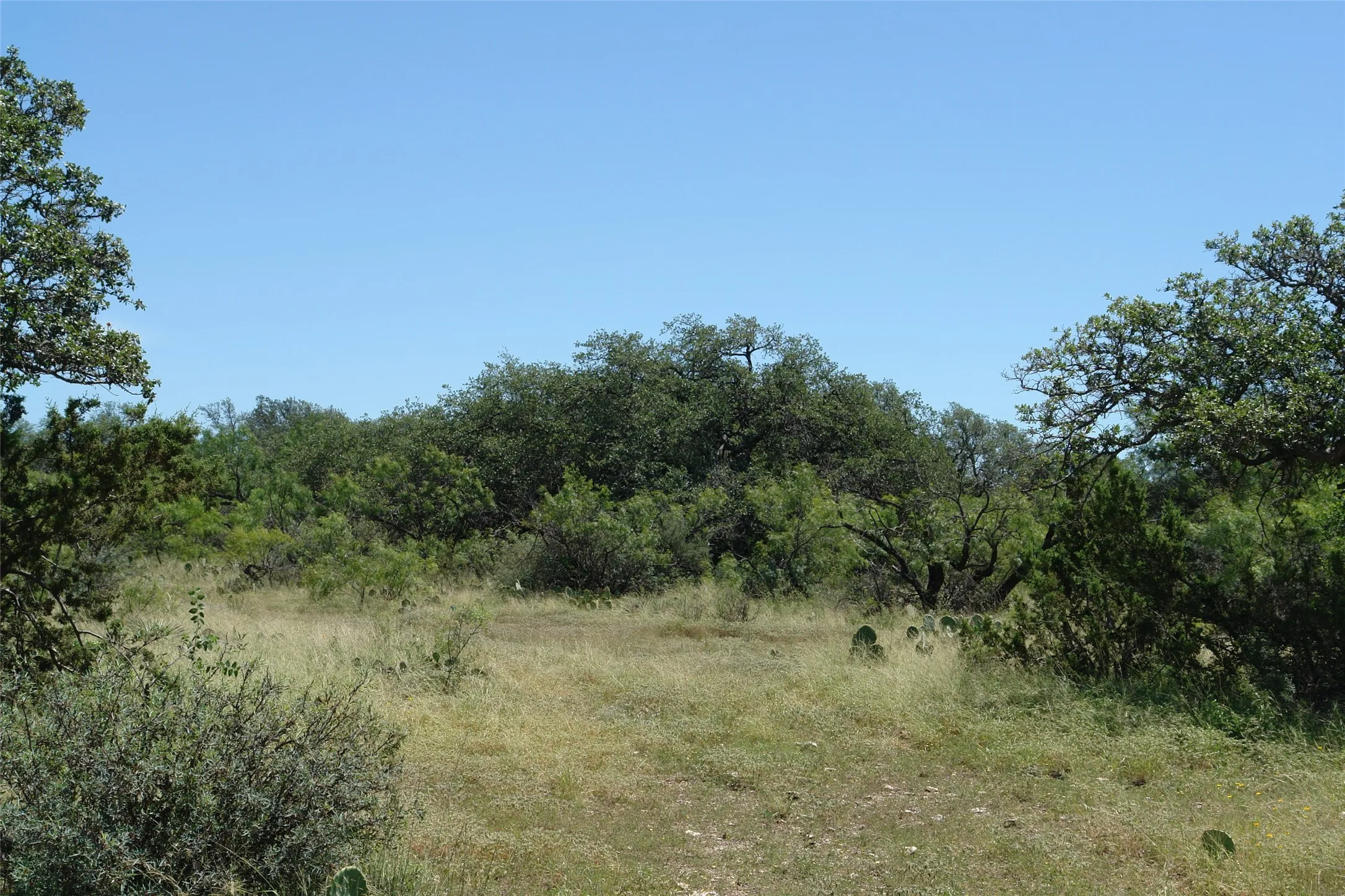 View of local wilderness